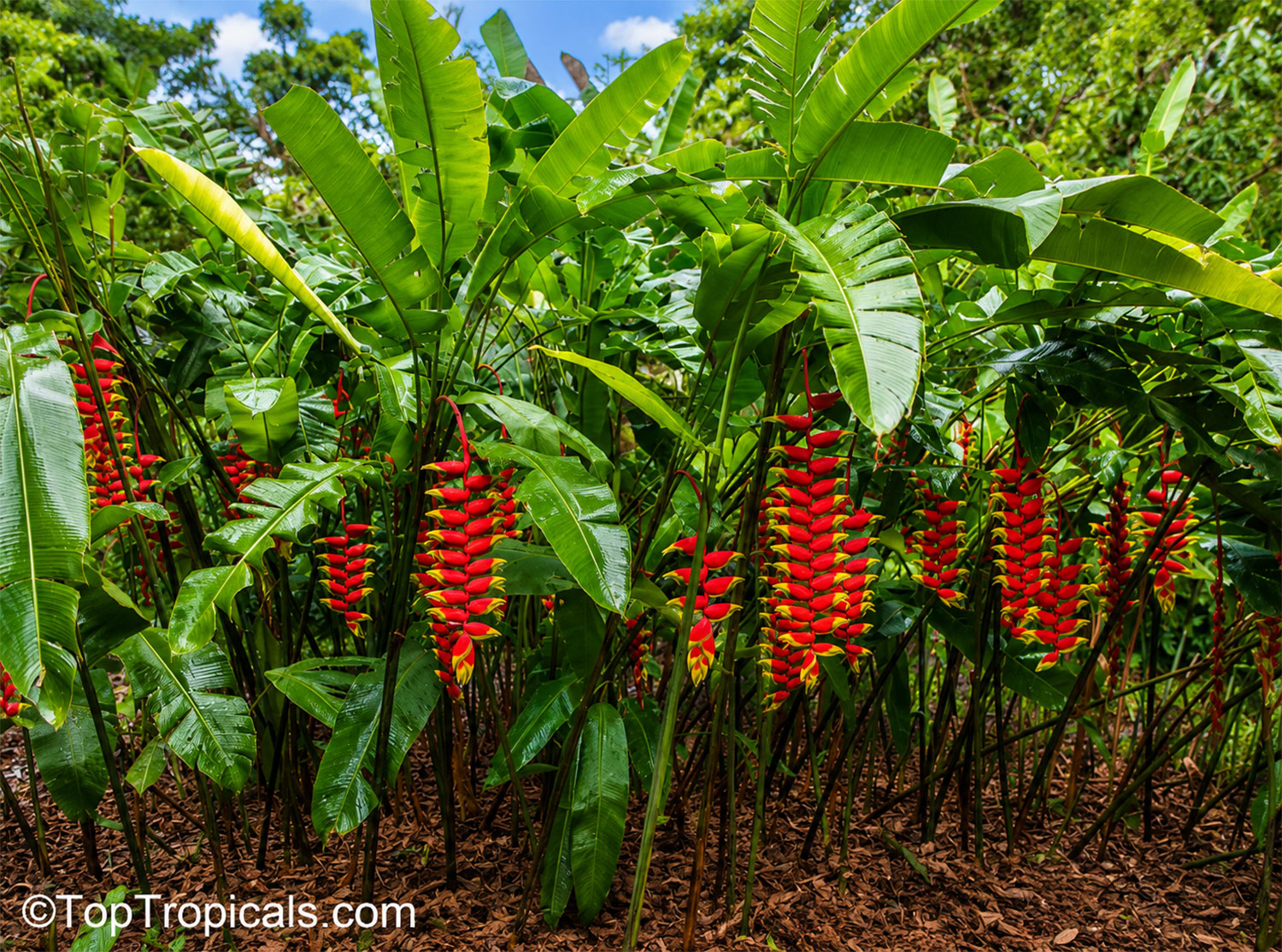 Heliconia  rostrata,  Lobster  Claw  Heliconia,  growing  vigorously  with 
 spectacular  hanging  red  and  yellow  flower 
 bracts.
