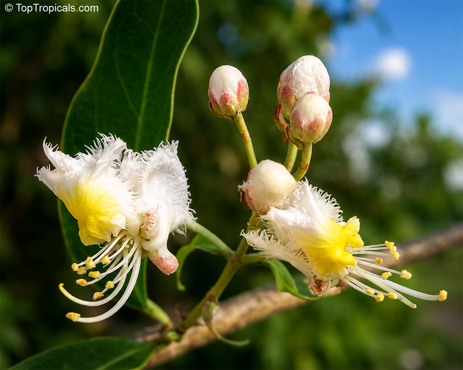 Close-up  of  Hiptage  flowers  with  fringed  white  petals,  bright  yellow 
 centers,  long  curved  stamens,  and  pale  pink-tinged  flower  buds.