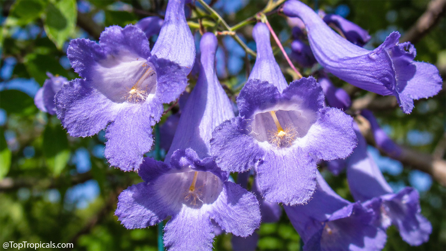 Close-up  of  pale  lavender  jacaranda  flowers  showing  the  distinctive 
 trumpet-shaped  blooms  with  soft,  velvety  petals  and  fuzzy  white  throats. 
 Sunlight  highlights  the  delicate  flower  texture  against  a  softly  blurred 
 background  of  green 
 foliage.