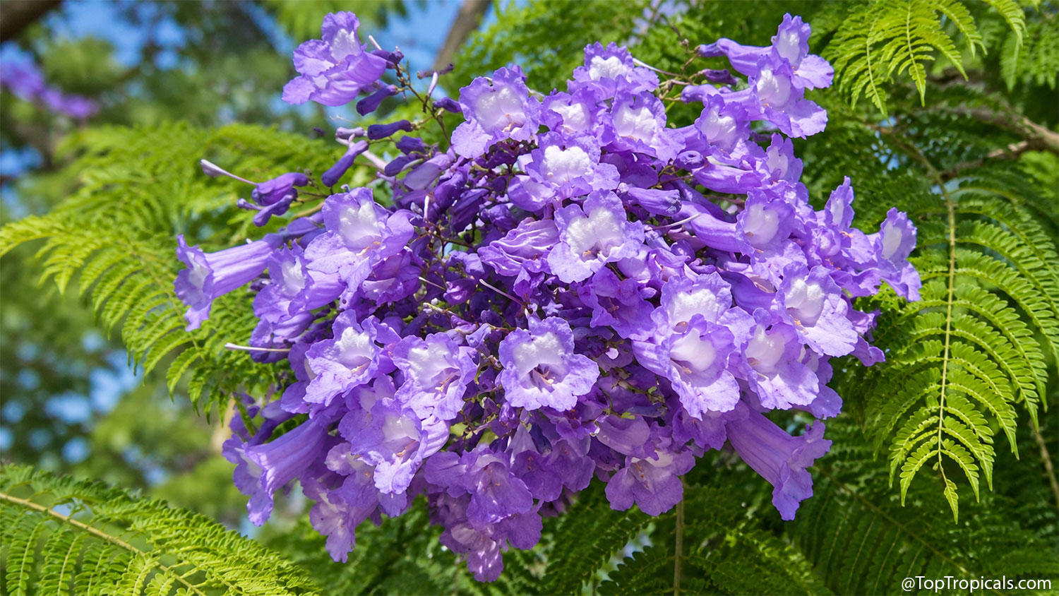 Dense  cluster  of  lavender-purple  jacaranda  flowers  surrounded  by 
 delicate  fern-like  green  foliage.  The  trumpet-shaped  blooms  are  packed 
 tightly  together,  with  pale  white  throats  creating  a  striking  contrast 
 against  the  vibrant  purple 
 petals.
