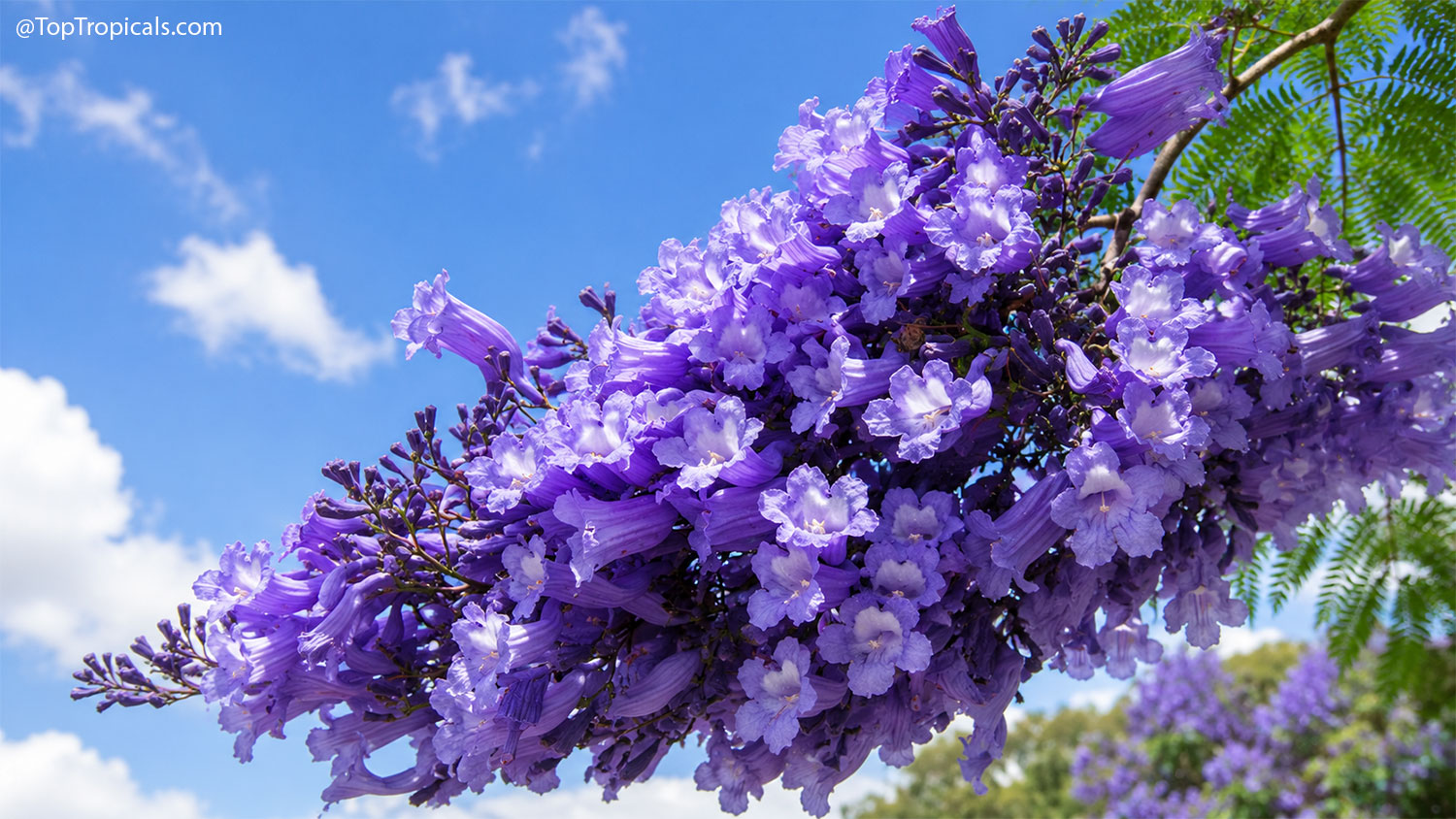 Large  cluster  of  lavender-purple  jacaranda  flowers  hanging  from  a 
 branch  against  a  bright  blue  sky  with  white  clouds.  The  trumpet-shaped 
 blooms  are  packed  tightly  together,  creating  a  spectacular  display  of  color,
    while  delicate  fern-like  foliage  frames  the 
 scene.