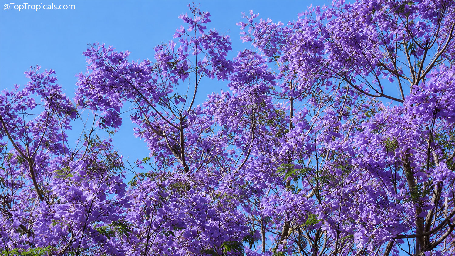 Upper  canopy  of  a  blooming  jacaranda  tree  filled  with  thousands  of 
 lavender-purple  flowers  against  a  clear  blue  sky.  The  delicate 
 trumpet-shaped  blossoms  create  a  soft,  cloud-like  effect  among  the 
 tree's  fine  branches  and  sparse  fern-like  foliage.