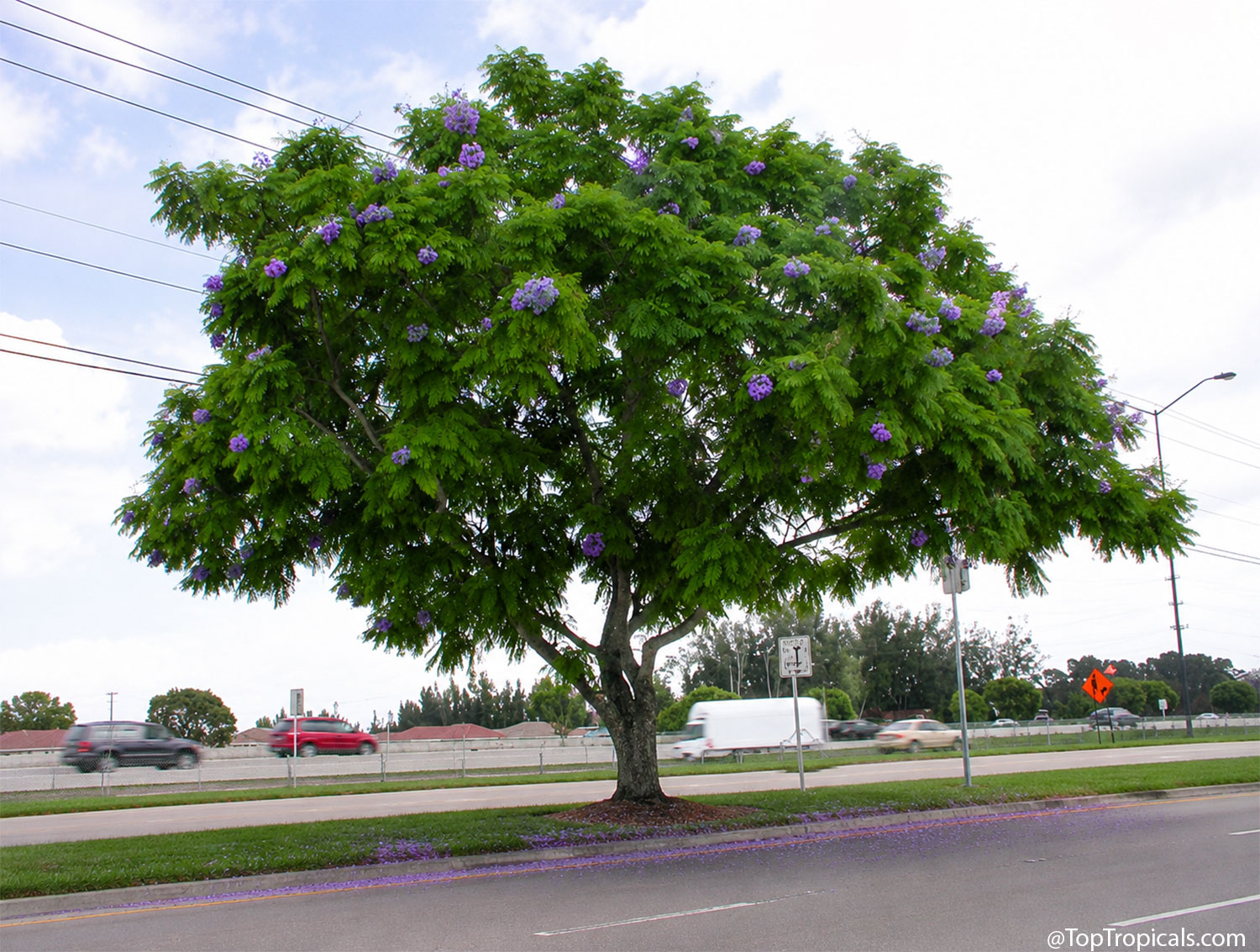 Young  jacaranda  tree  with  lush  fern-like  green  foliage  and  scattered 
 clusters  of  purple  flowers  growing  along  a  roadside.  The  broad  canopy  forms 
 a  graceful  umbrella  shape,  showing  the 
 tree's  attractive  structure  even  when  not  in  peak  bloom.