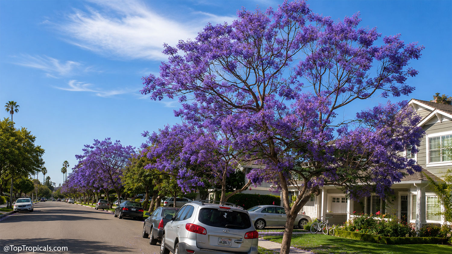 Residential  street  lined  with  blooming  jacaranda  trees  covered  in 
 vibrant  purple  flowers.  A  large  jacaranda  shades  parked  cars  and  front 
 yards,  while  additional  flowering  trees  create  a  stunning  purple  avenue 
 beneath  a  bright  blue 
 sky.