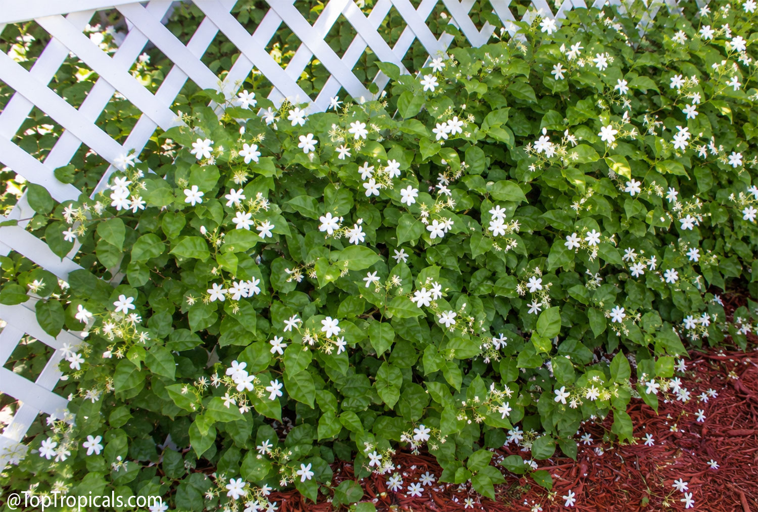 Jasminum  sambac  'Maid  of  Orleans'  growing  along  a  white  lattice 
 trellis,  covered  with  glossy  green  leaves  and  numerous  small  white  jasmine 
 flowers.