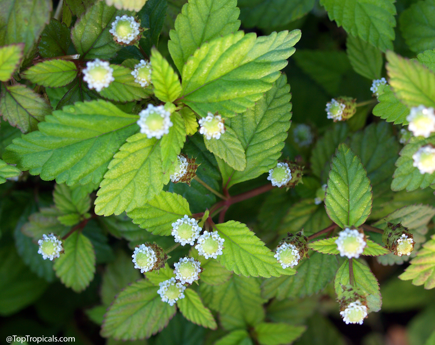 Close-up  of  Lippia  dulcis  (Aztec  Sweet  Herb)  showing  small  white 
 button-like  flowers  with  pale  green  centers  surrounded  by  serrated  bright 
 green  leaves  on  a  low-growing  plant.