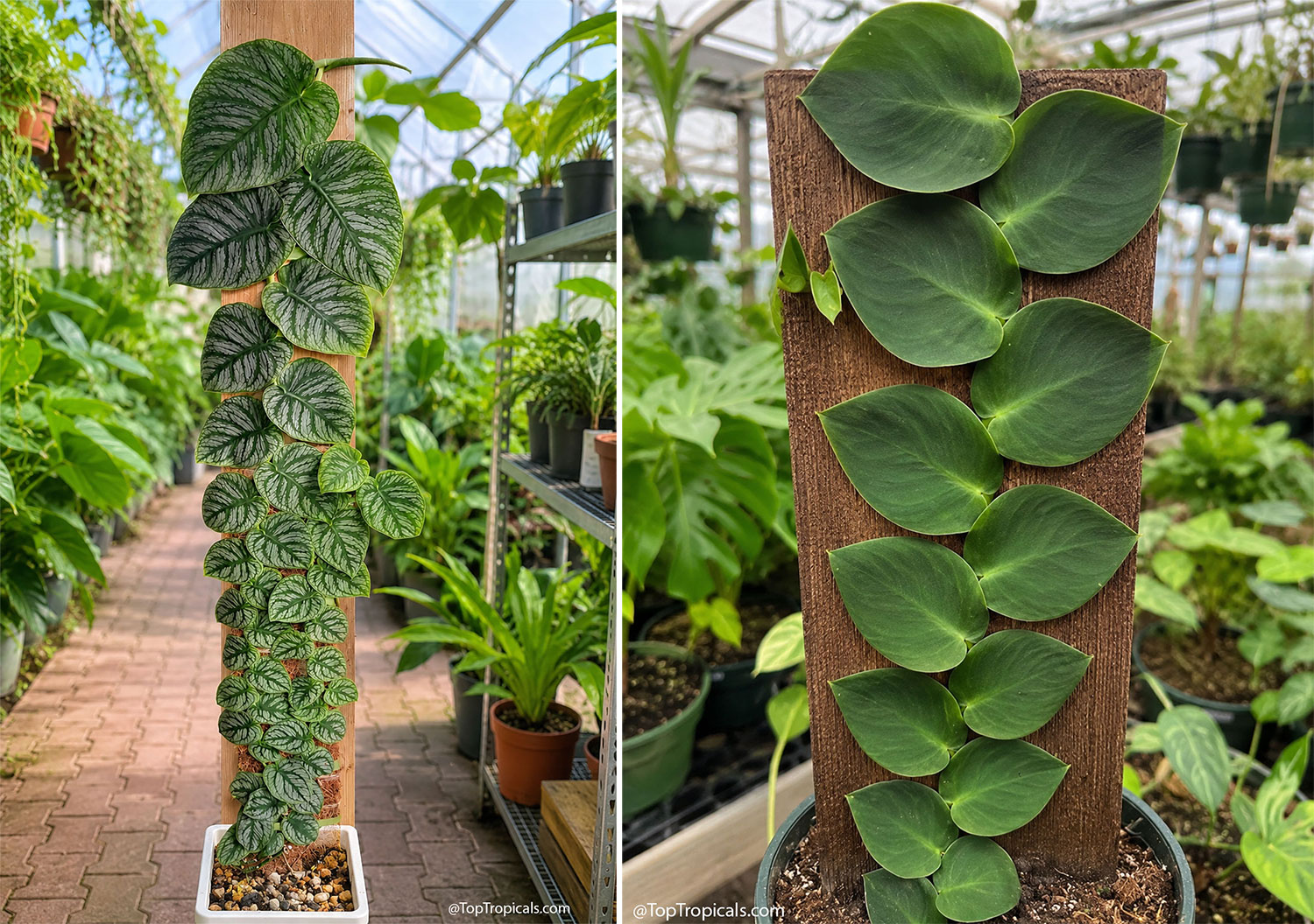 Side-by-side  comparison  of  Monstera  dubia  and  Rhaphidophora  hayi 
 climbing  vertically  on  wooden  supports,  showing  their  distinctive  shingling 
 growth  habit  and  contrasting  leaf  patterns.