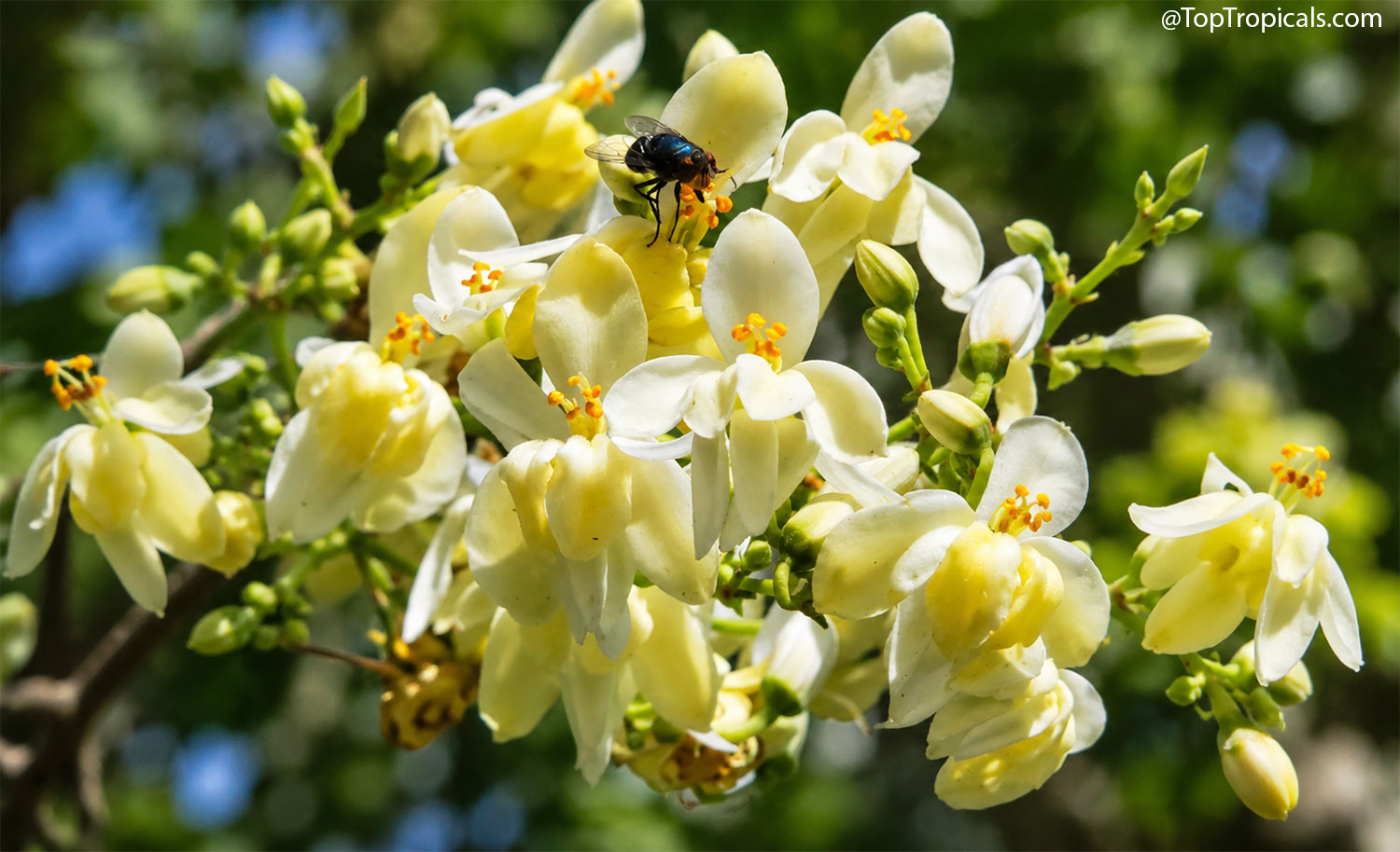 Fly visiting pale yellow Moringa flowers.