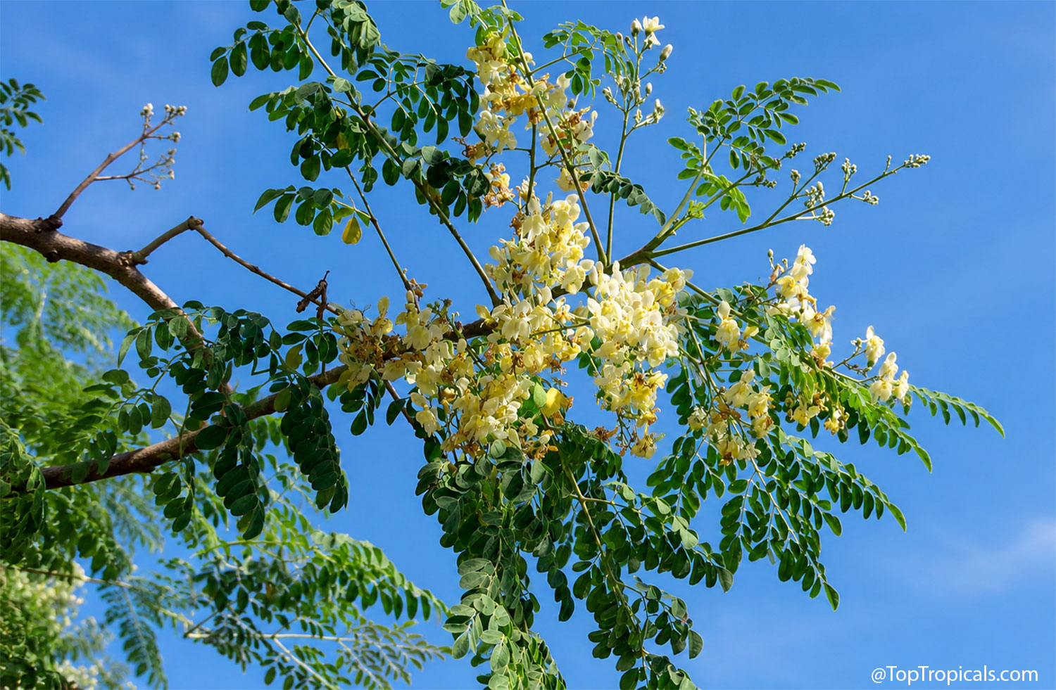 Flowering  moringa  tree  branch  with  fragrant  clusters  of  creamy  white 
 blossoms  and  feathery  green  foliage  against  a  bright  blue  sky,  showcasing 
 the 
 tree's  graceful,  airy  canopy.