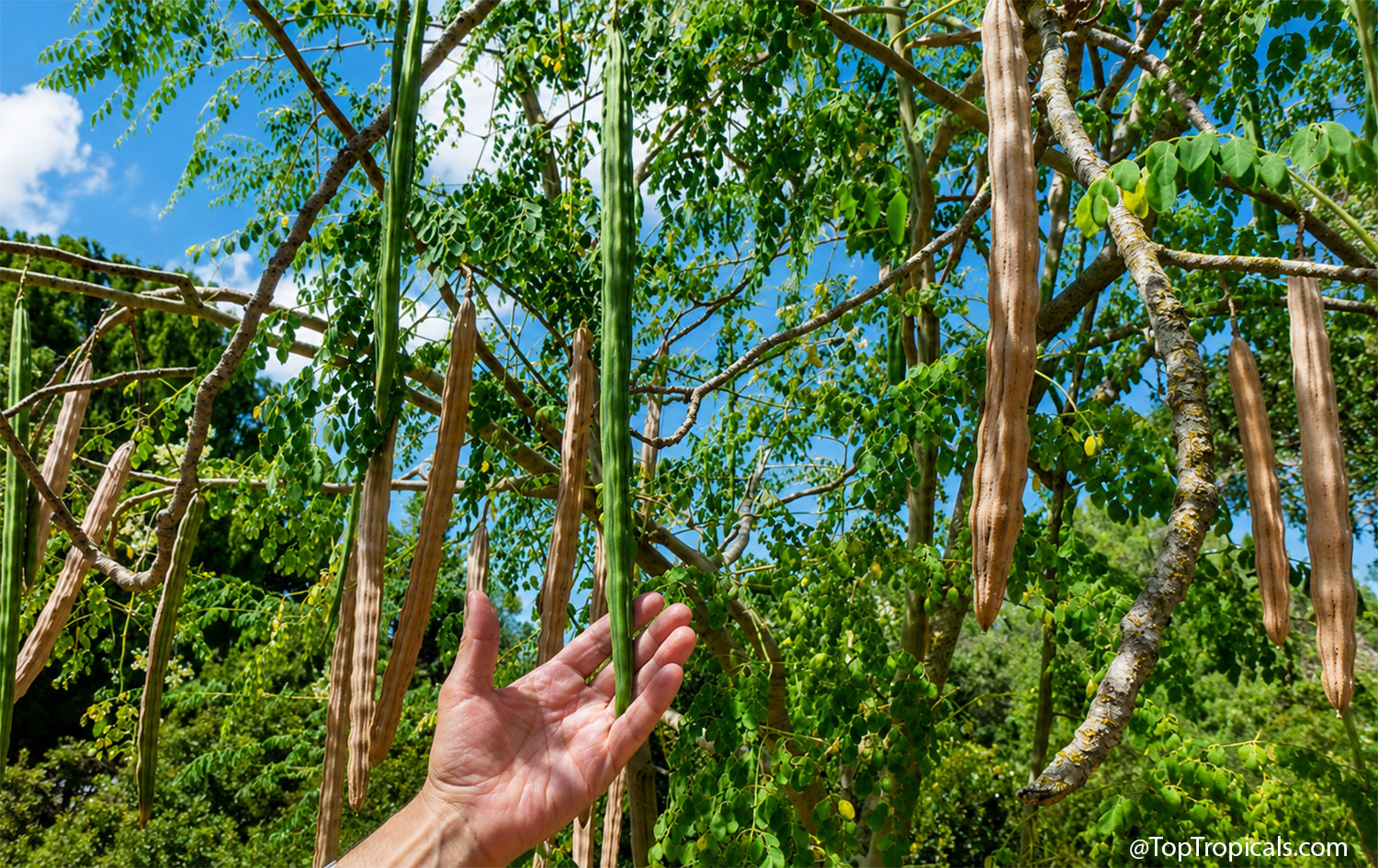 Green  immature  and  brown  mature  moringa  seed  pods  hanging  side  by  side 
 on  a  moringa  tree,  with  a  hand  holding  a  fresh  green  pod  to  show  its 
 impressive  length  and 
 size.