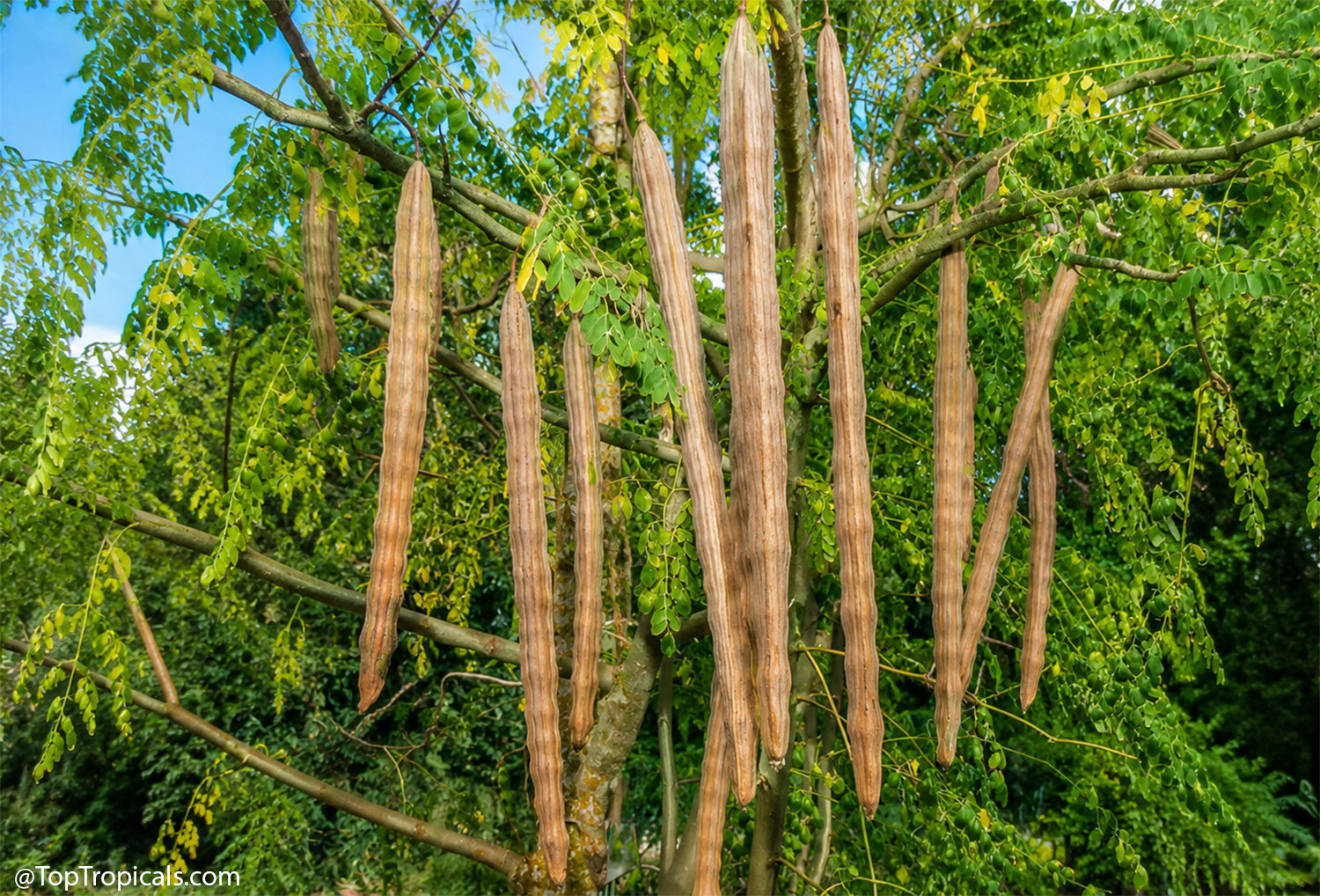 Numerous  long,  mature  brown  moringa  seed  pods  hanging  from  the  branches
    of  a  healthy  moringa  tree,  surrounded  by  feathery  green  foliage  in  bright 
 sunlight.