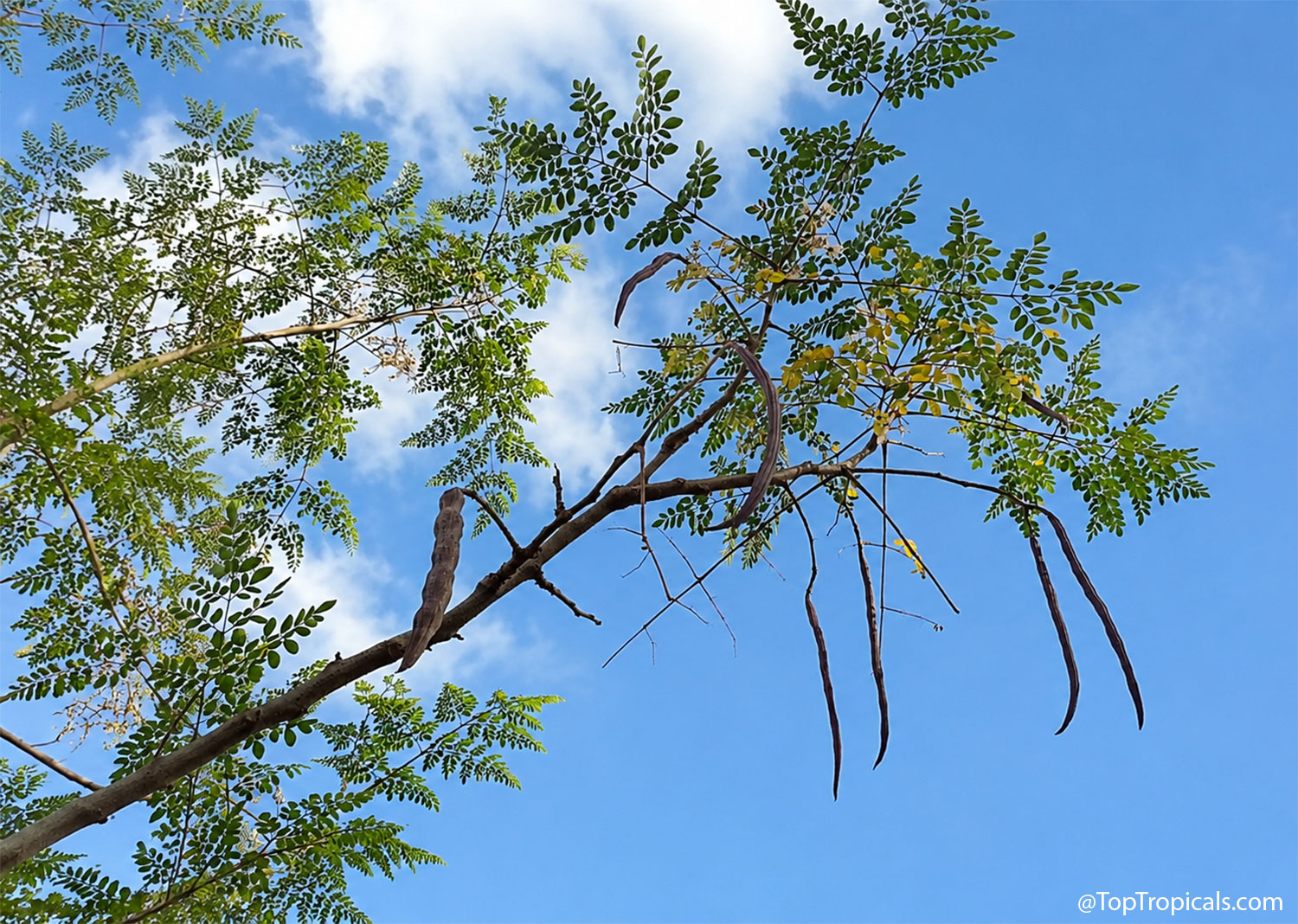 Moringa  tree  canopy  viewed  from  below,  with  delicate  feathery  green 
 leaves  and  several  long,  mature  brown  seed  pods  hanging  from  the  branches 
 against  a  bright  blue 
 sky.