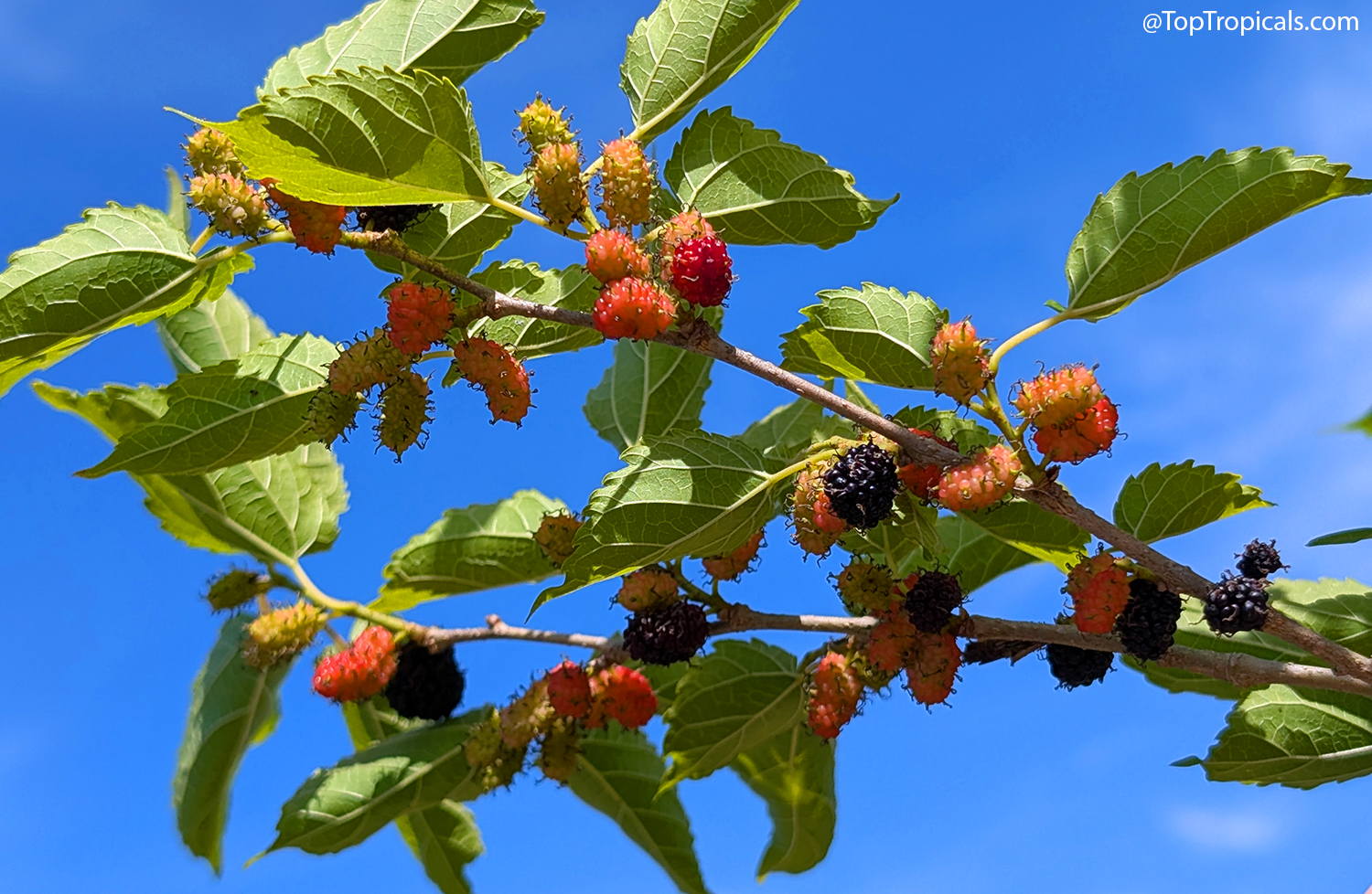 Branch of a Dwarf Everbearing Mulberry tree displaying fruit in various
stages of ripening, from pale green and pink to deep purple-black, against
a bright blue
sky.