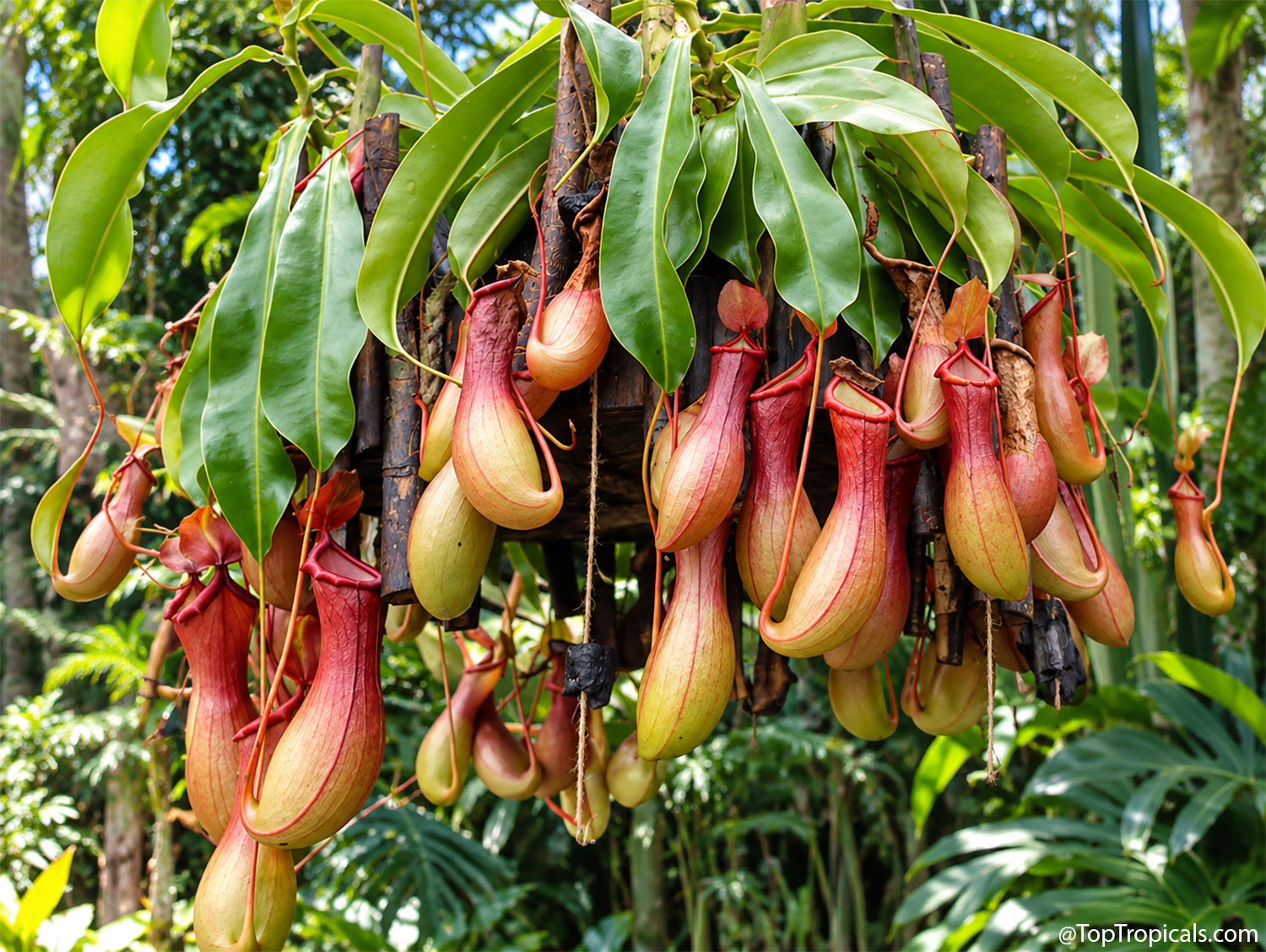 Nepenthes  alata  (graciliflora),  Tropical  Pitcher  Plant,  displaying 
 dozens  of  dangling  red,  pink,  and  pale  green  insect-trapping  pitchers 
 beneath  long,  glossy  leaves  in  a  lush  tropical 
 garden.