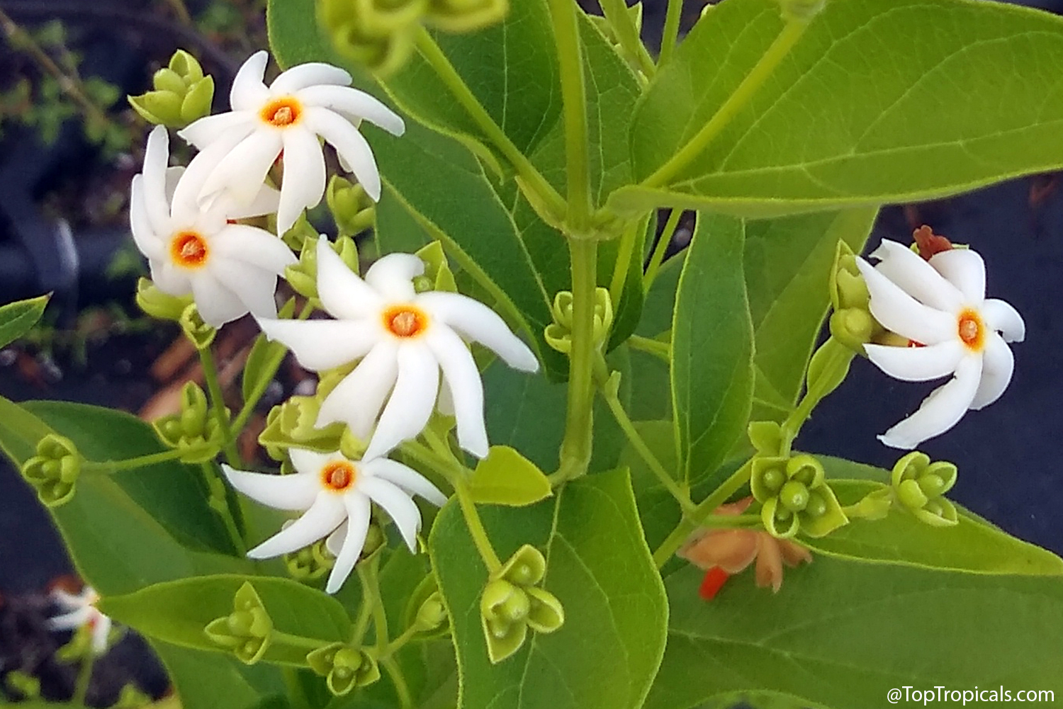 Close-up of Parijat flowers (Nyctanthes arbor-tristis) with white
pinwheel-shaped petals and bright orange centers surrounded by fresh green
leaves and unopened flower
buds.