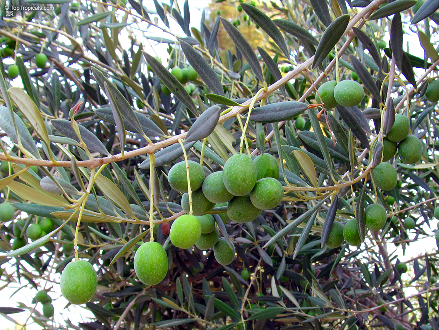 Close-up of an olive tree branch laden with clusters of green olives
among narrow silvery-green leaves. The fruit is ripening on the tree and
hanging from slender
stems.