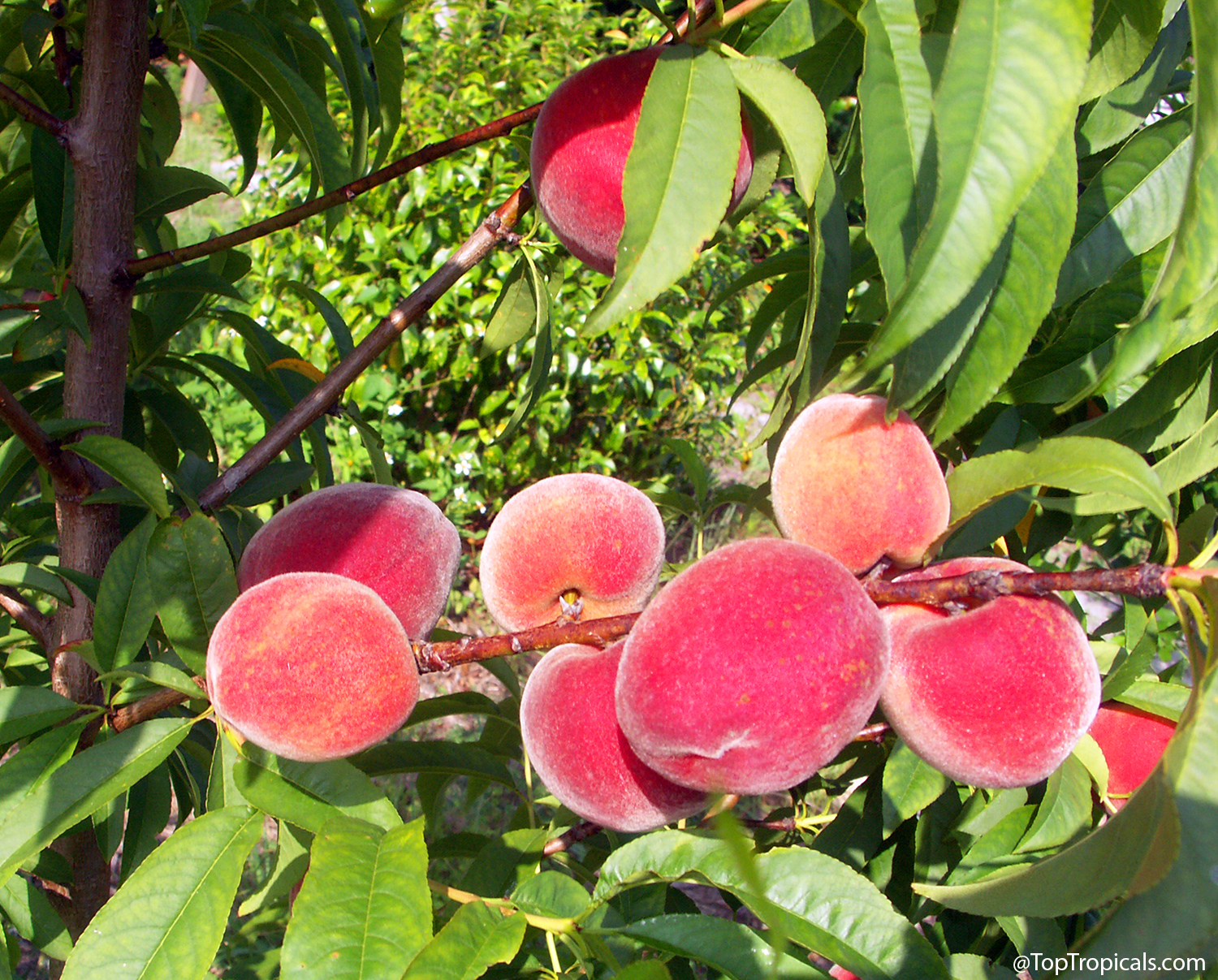Clusters  of  ripe  fuzzy  peaches  growing  on  tree  branches  surrounded  by 
 long  green  leaves  in  bright  sunlight.  The  peaches  show  shades  of  pink,  red, 
 and  soft  yellow  as  they  ripen  on  the 
 tree.