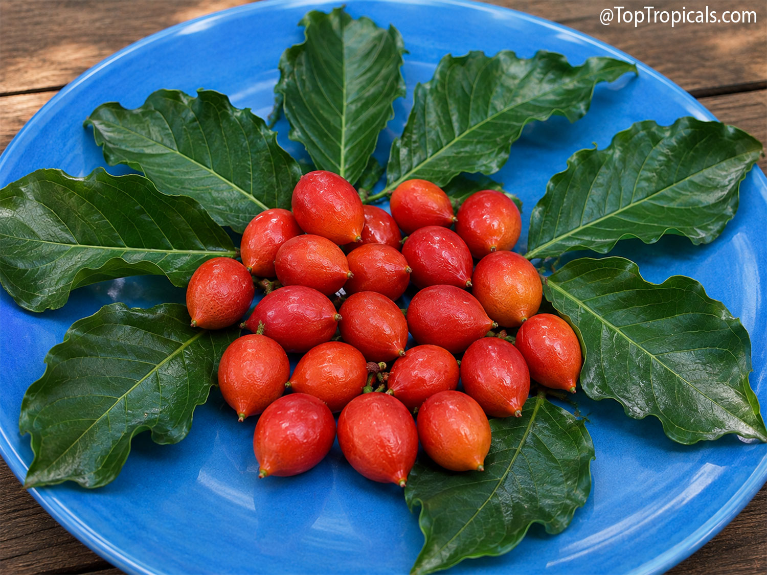 Ripe red-orange Peanut Butter Tree fruit (Bunchosia argentea) arranged
with glossy green leaves on a bright blue plate.