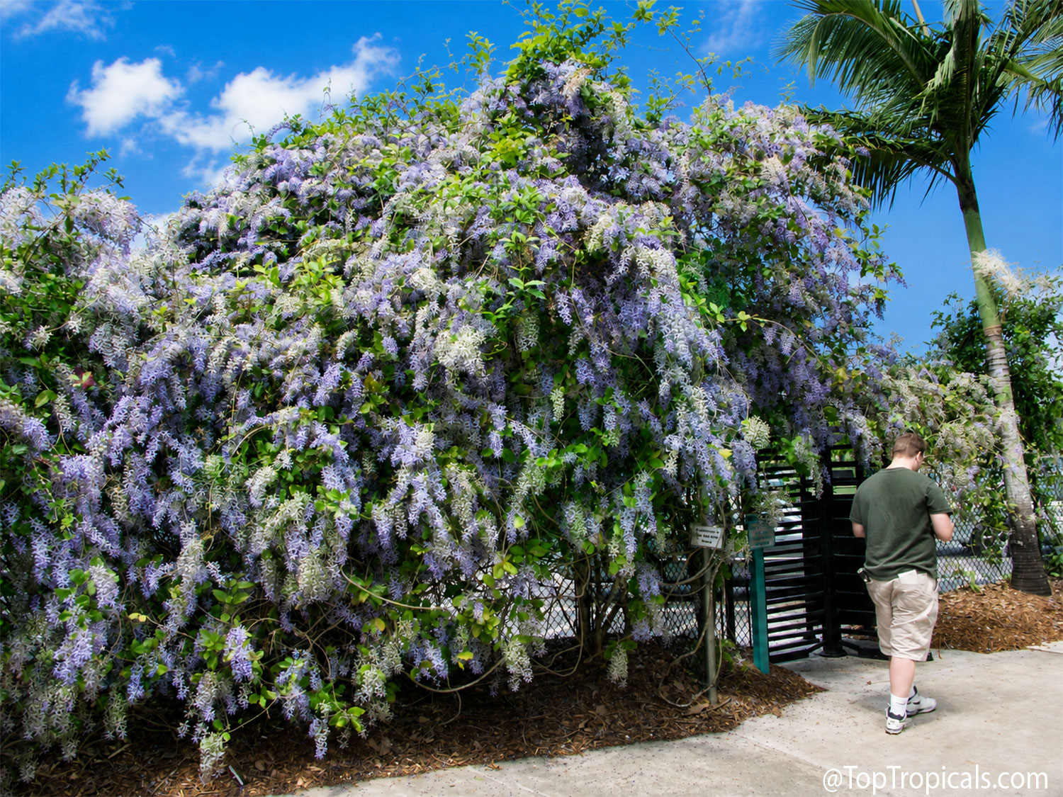Mature  Petrea  vine  covered  in  cascading  clusters  of  lavender-purple 
 flowers,  growing  over  a  garden  entrance  beneath  a  bright  blue  tropical  sky.