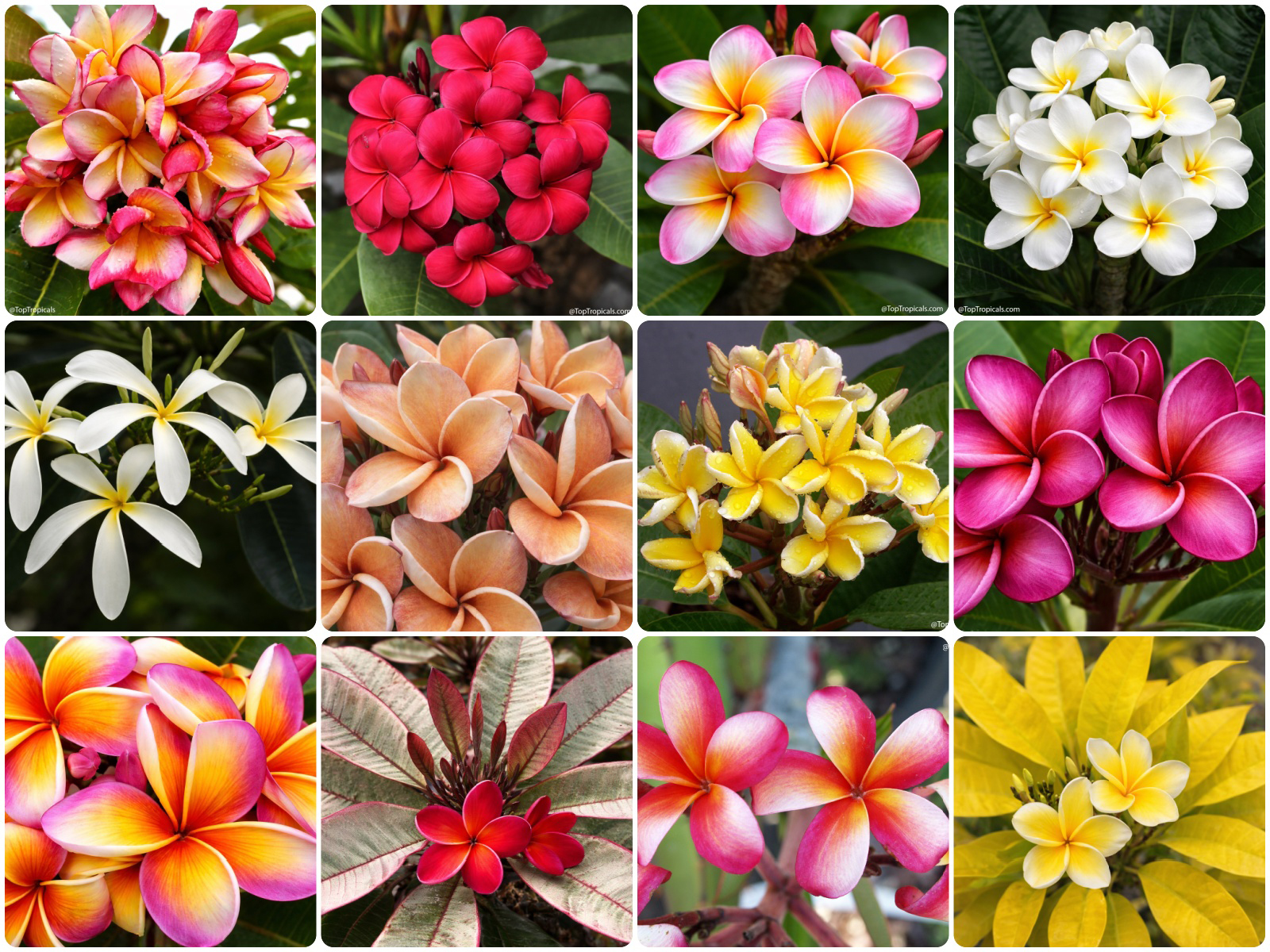 plumeria flowers collage multiple colors red pink yellow white
frangipani blooms close up