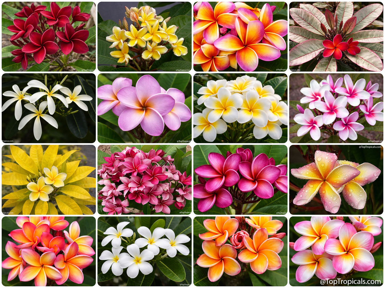 Collage  of  sixteen  plumeria  varieties  showcasing  an  extraordinary  range
    of  flower  colors,  including  white,  yellow,  pink,  red,  orange,  multicolored,
    and  variegated  foliage,  highlighting  the  remarkable  diversity  of  plumeria 
 blooms.