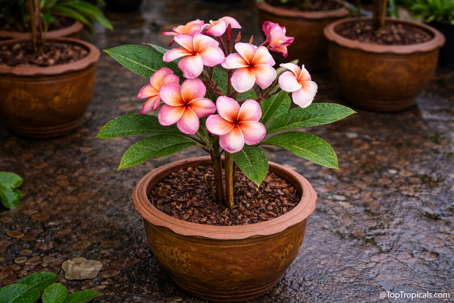 potted plumeria plant pink orange flowers with water droplets on leaves
and petals