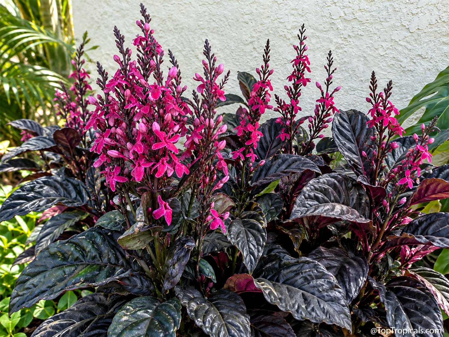 Pseuderanthemum  ×  carruthersii  Chocolate  Raspberry  (Tricolor) 
 displaying  lush,  glossy,  nearly  black  leaves  with  deep  purple  undertones  and
   upright  spikes  of  vibrant  raspberry-pink  flowers  in  a  tropical 
 garden.