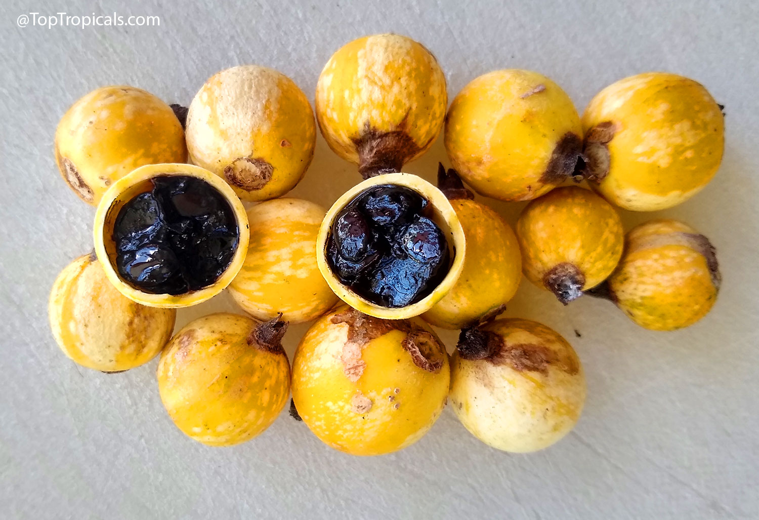 Randia  formosa  (Blackberry  Jam  Fruit)  showing  yellow  ripe  fruits,  some 
 cut  open  to  reveal  glossy  dark  pulp 
 inside.