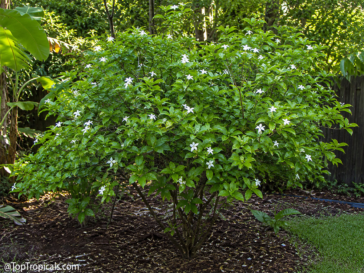 Mature Randia formosa (Blackberry Jam Fruit) growing as a compact,
bushy shrub covered with glossy green foliage and large white star-shaped
flowers.
