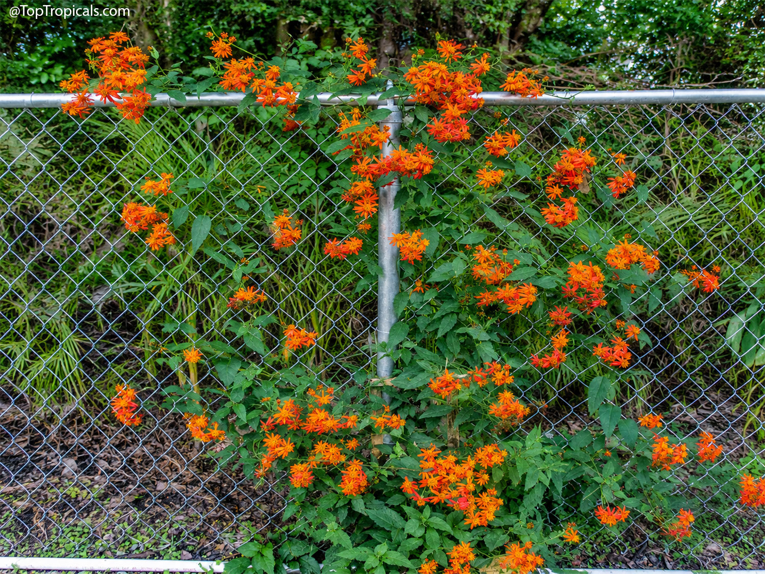 Mexican  Flame  Vine  (Senecio  confusus)  climbing  a  chain-link  fence, 
 demonstrating  how  flowering  vines  can  transform  narrow  fence  lines  into 
 colorful  vertical 
 gardens.