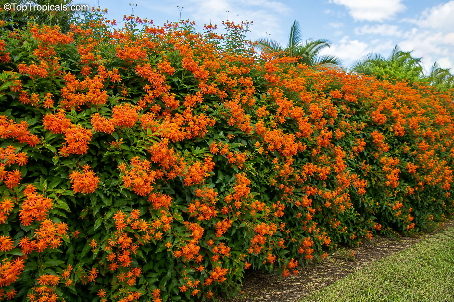 Mexican  flame  vine  (Senecio  confusus)  forming  a  dense  flowering  hedge 
 covered  with  masses  of  vivid  orange  blooms  and  green  foliage.
