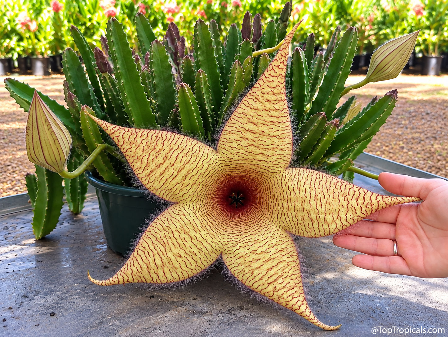 Giant  Starfish  Flower  (Stapelia  gigantea)  displaying  an  enormous 
 five-pointed,  creamy-yellow  bloom  with  intricate  burgundy  stripes,  a  dark 
 red  center,  and  fine  hairs  along  the  petals.  A  hand  beside  the  flower  shows 
 its  impressive 
 size.