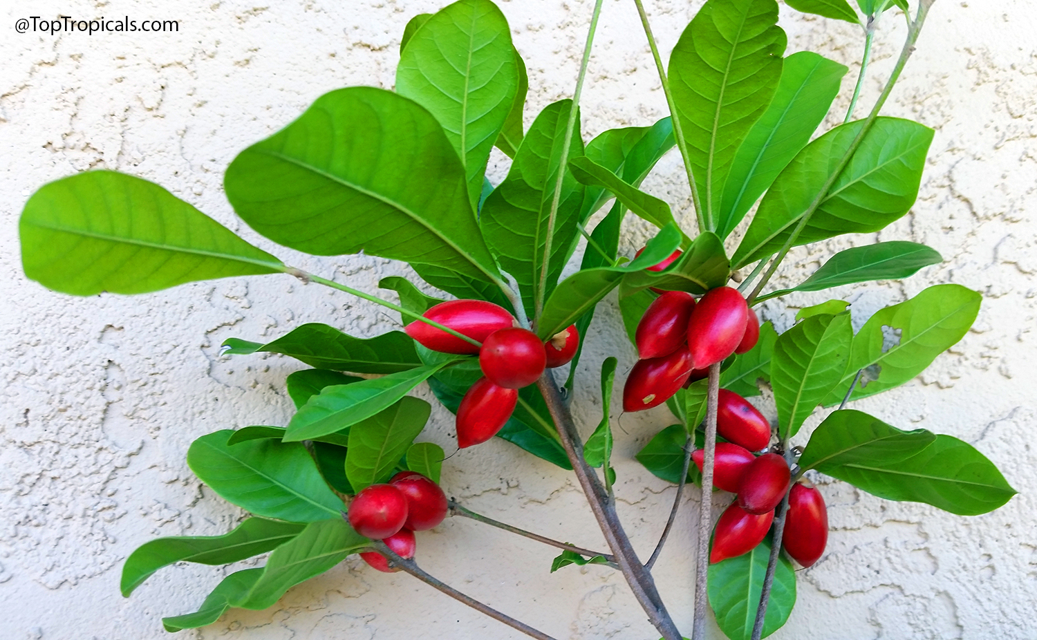 Clusters of bright red Miracle Fruit berries growing among glossy green
leaves on a compact shrub. The elongated fruits stand out against the lush
foliage.