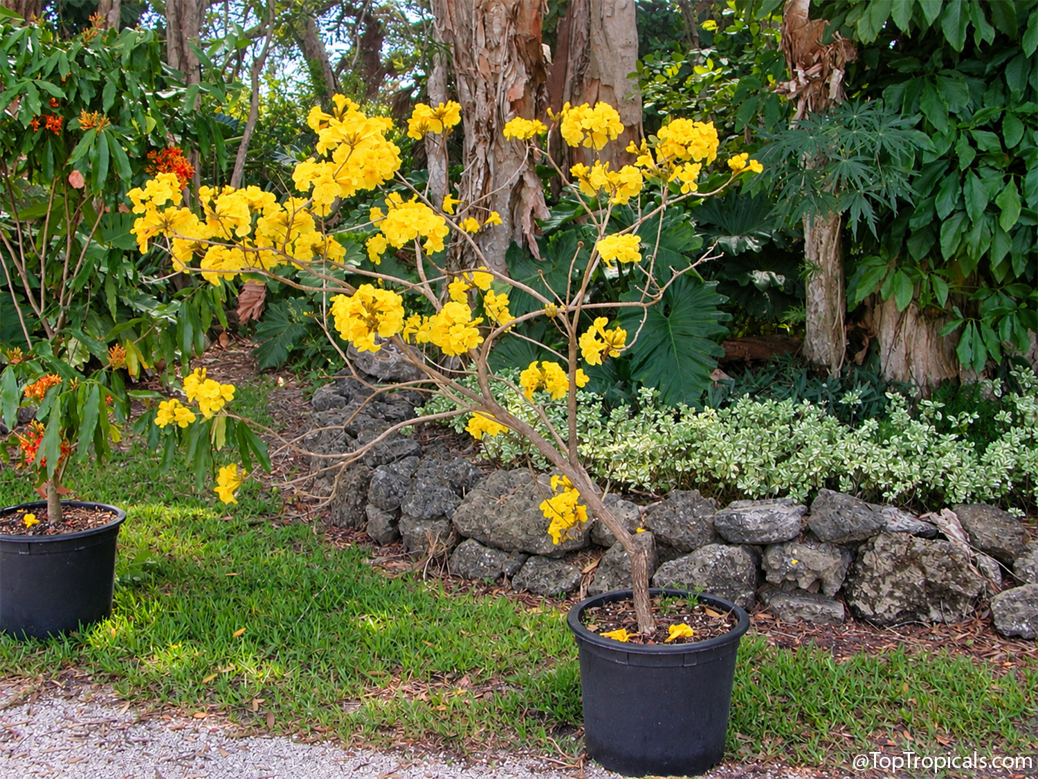 Young  Golden  Tabebuia  (Handroanthus  chrysotrichus)  blooming  with  bright
    yellow  flowers  in  a  black  nursery  pot  at  Jesse 
 Durko's  tropical  garden  in  Fort  Lauderdale,  Florida,  in  2004.