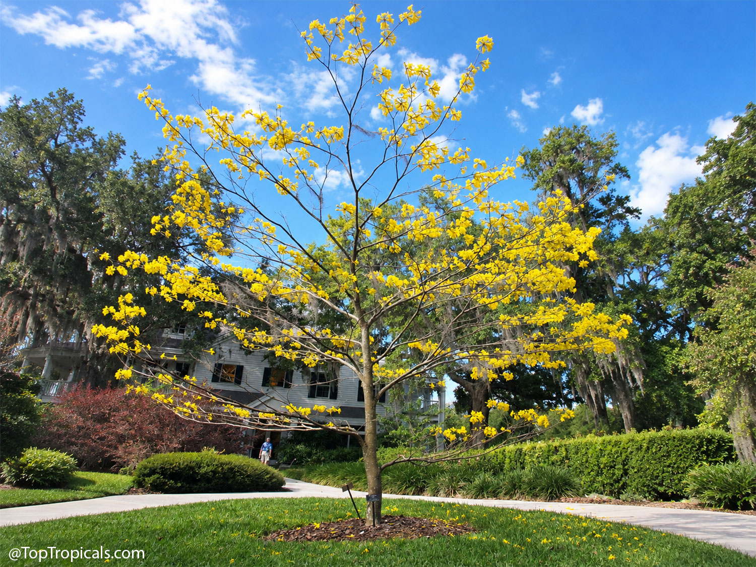 Golden  Tabebuia  (Handroanthus  chrysotrichus)  tree  covered  in  yellow 
 trumpet-shaped  flowers,  growing  in  a  landscaped  Florida  garden  beneath  a 
 blue 
 sky.