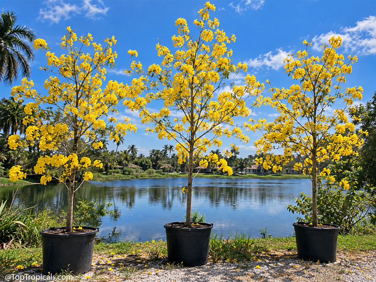 Three  potted  Golden  Tabebuia  (Handroanthus  chrysotrichus)  trees  covered
    in  bright  yellow  trumpet-shaped  flowers  beside  a  Florida  lake  under  a  blue 
 sky.