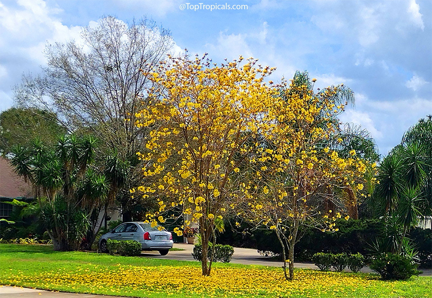 Dwarf Golden Tabebuia tree covered in bright golden-yellow flowers,
standing in a lawn beneath a blue sky, with a carpet of fallen blossoms
surrounding the
trunk.