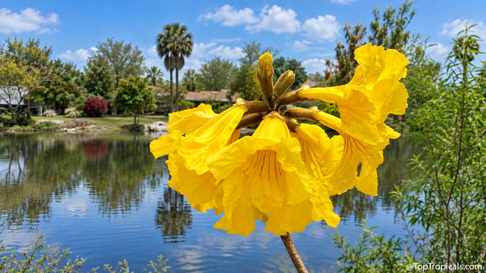 Close-up  of  bright  golden-yellow,  trumpet-shaped  Golden  Tabebuia 
 (Handroanthus  chrysotrichus)  flowers  with  ruffled  petals  and  fuzzy  buds, 
 overlooking  a  Florida 
 lake.
