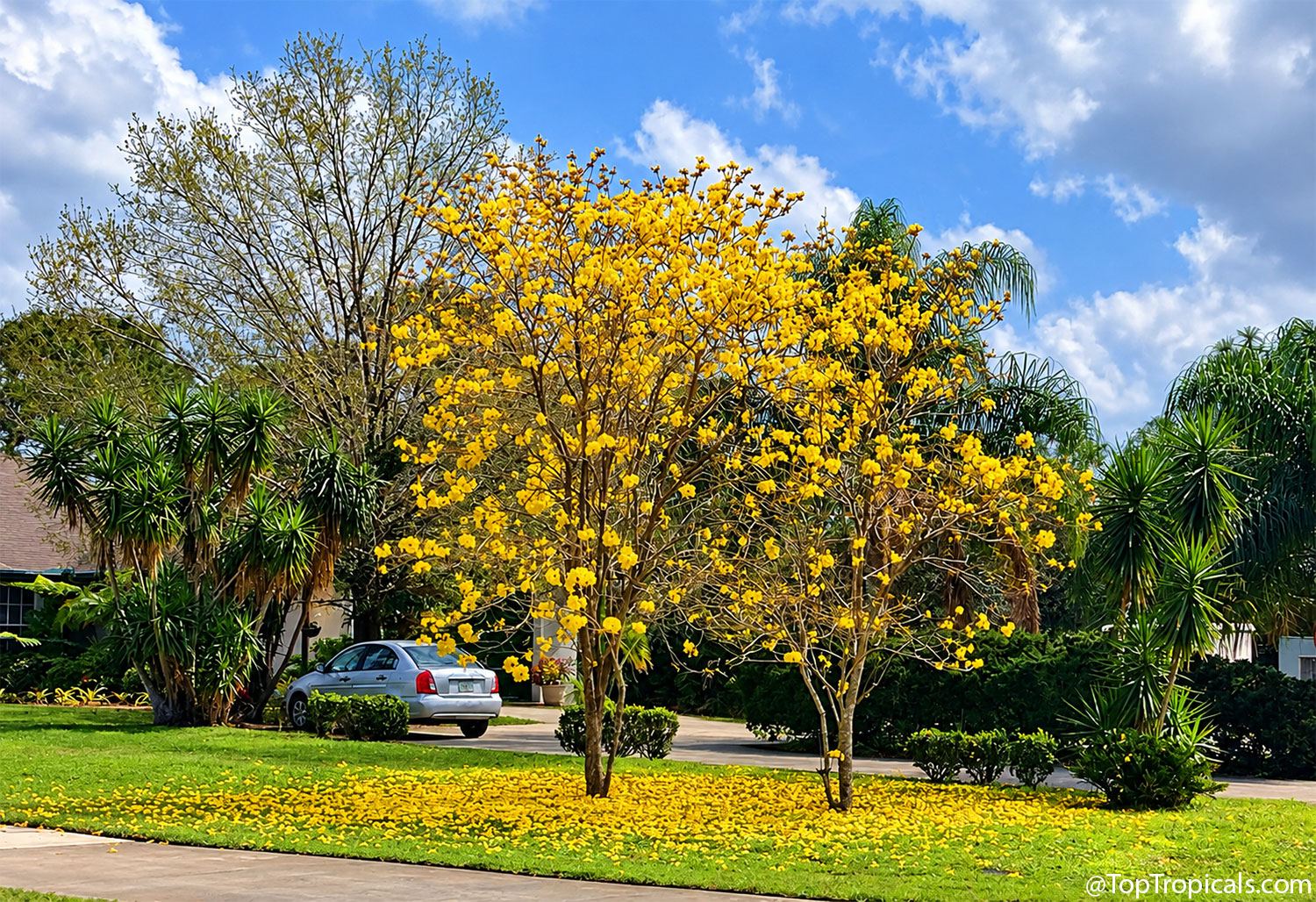 Two  mature  Golden  Tabebuia  trees  blooming  with  yellow  flowers  in  a 
 Florida  front  yard,  surrounded  by  tropical  landscaping  and  a  thick  carpet  of
    fallen  golden 
 petals.