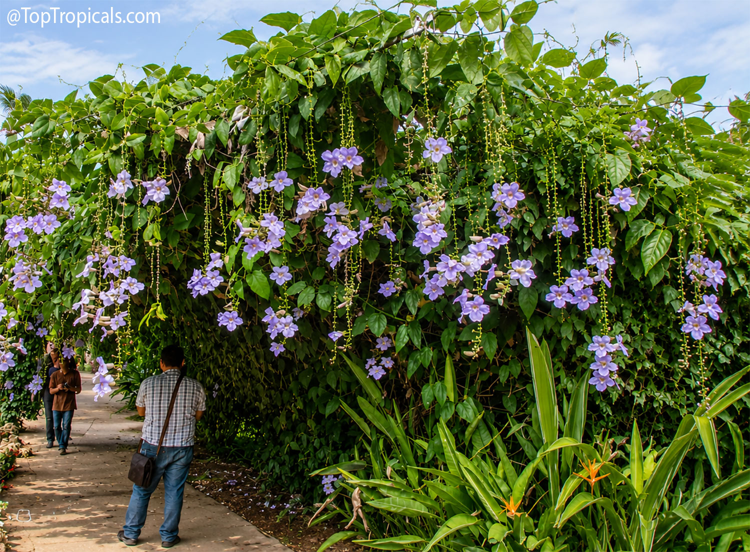 Mature  flowering  Thunbergia  vine  forming  a  lush  arch  over  a  tropical 
 garden  path,  covered  with  cascading  clusters  of  pale  lavender  flowers  and 
 green  foliage.