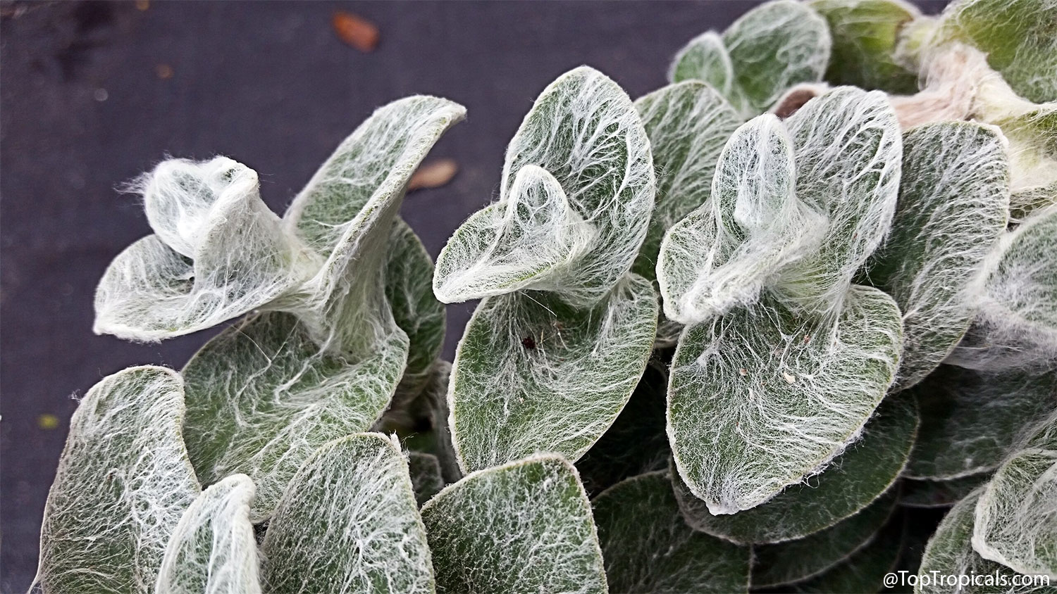Close-up  of  Tradescantia  sillamontana  (White  Velvet,  Cobweb 
 Spiderwort),  showing  soft  green  leaves  covered  in  delicate,  silvery-white 
 hairs  that  resemble  intricate 
 spiderwebs.