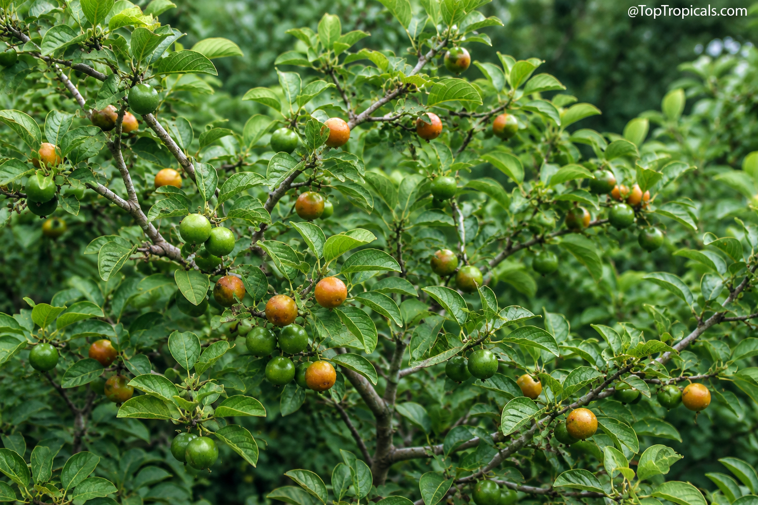 Spanish Tamarind (Vangueria infausta) tree with glossy green leaves and
clusters of round fruit in various stages of ripening, from green to
golden-brown, growing on branching stems in a lush tropical garden setting.