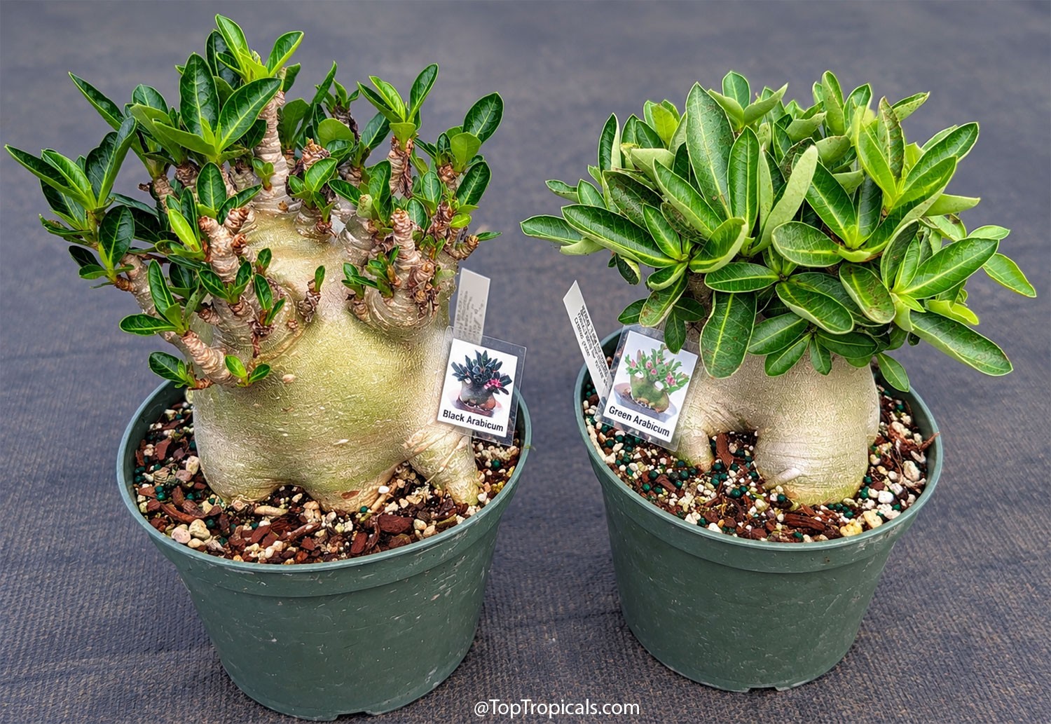 Two  mature  Adenium  arabicum  plants  in  nursery  pots,  showing  massive 
 sculptural  caudexes,  compact  branching,  and  dense  green 
 foliage.