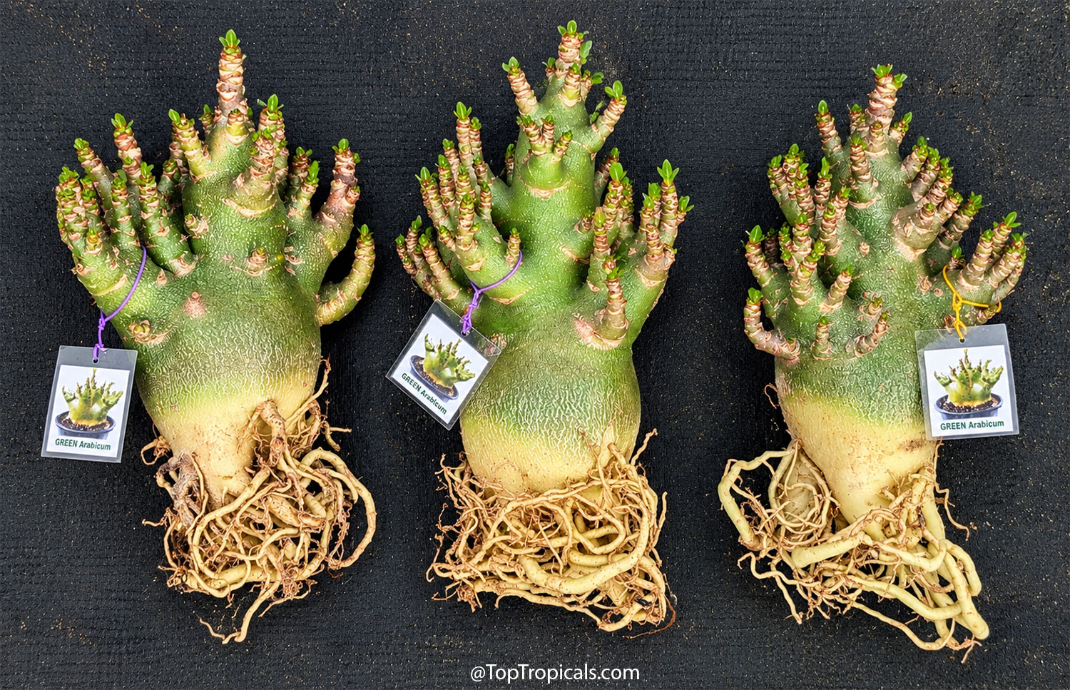 Three  young  bare-root  Adenium  arabicum  plants  with  massive  green 
 caudexes,  dense  compact  branching,  new  growth,  and  thick  exposed  root 
 systems.