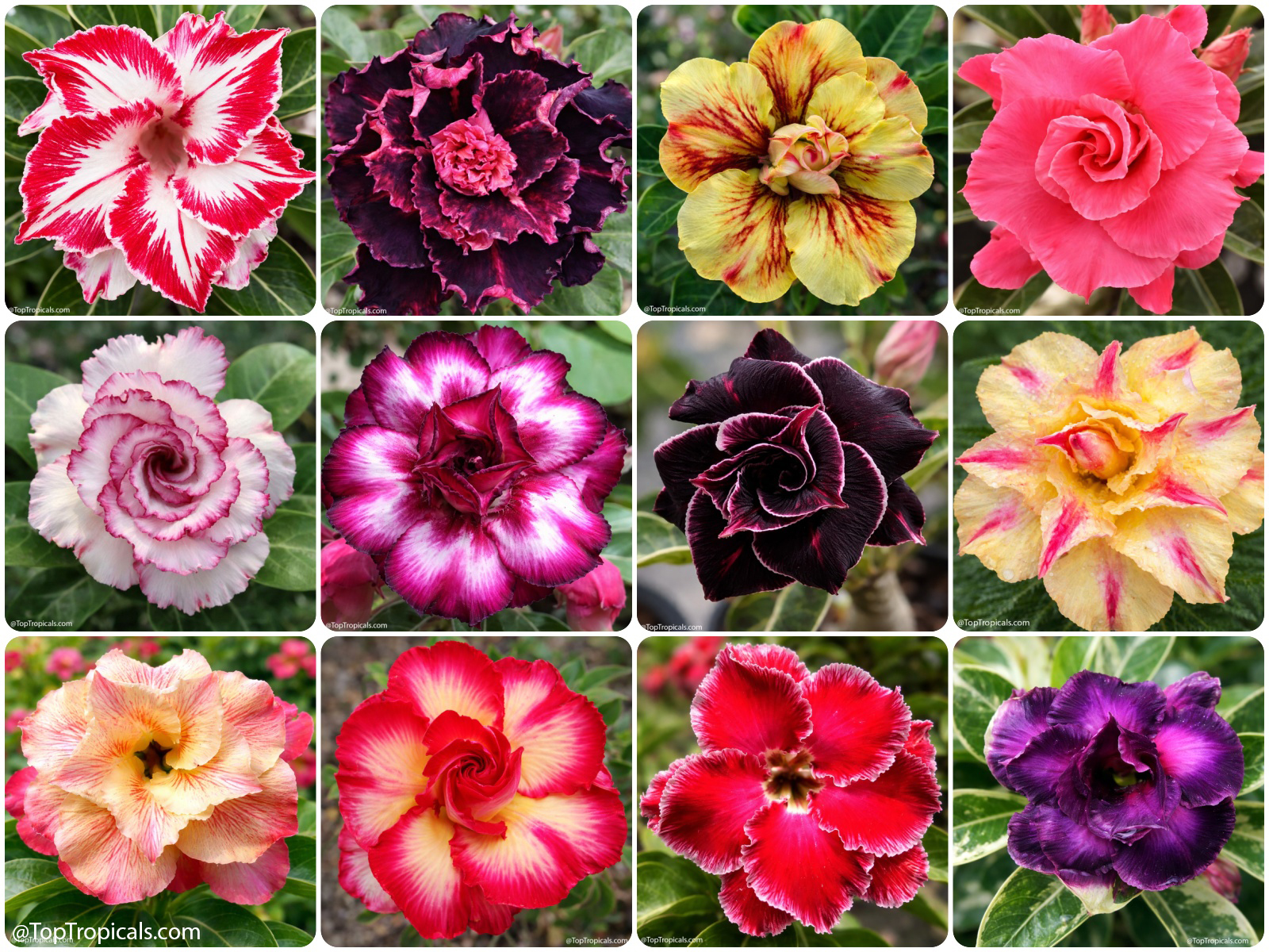 Collection  of  Adenium  desert  rose  flowers  in  many  colors  including  red,
    pink,  yellow,  white,  and  deep  burgundy  with  single  and  double 
 blooms