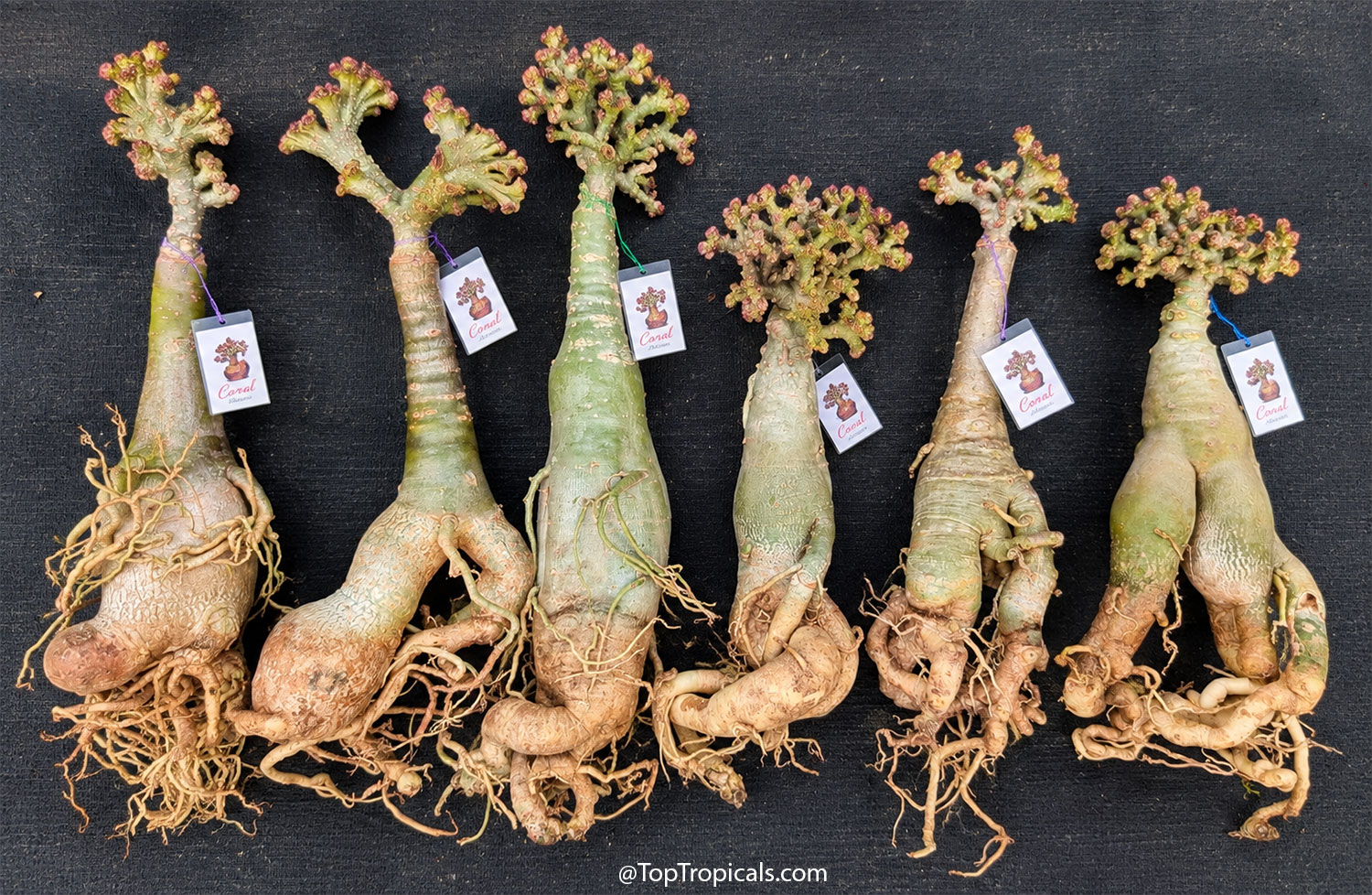 Six  bare-root  Coral  Adeniums  showing  thick  sculptural  caudexes,  exposed
    twisting  roots,  and  unusual  cristate,  coral-like  growth  at  the 
 tops.