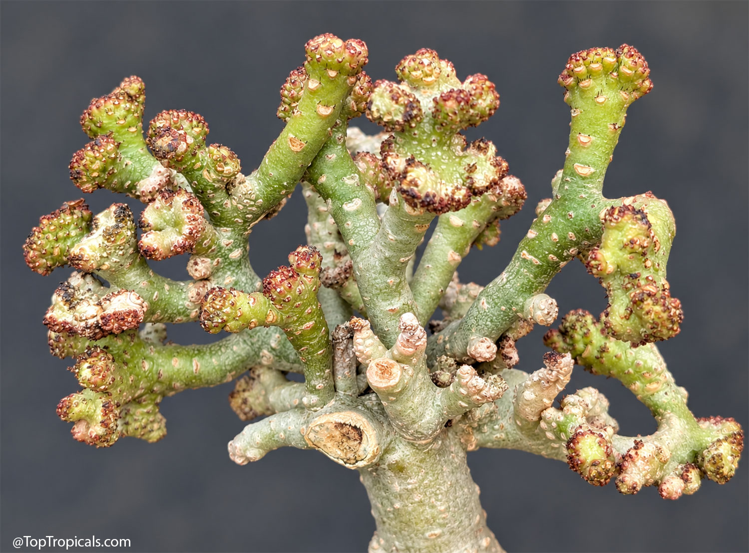 Close-up  of  Adenium  ‘Coral’  showing  its  unusual  cristate 
 growth  with  thick  twisting  stems,  knobby  tips,  and  irregular  coral-like 
 branching.