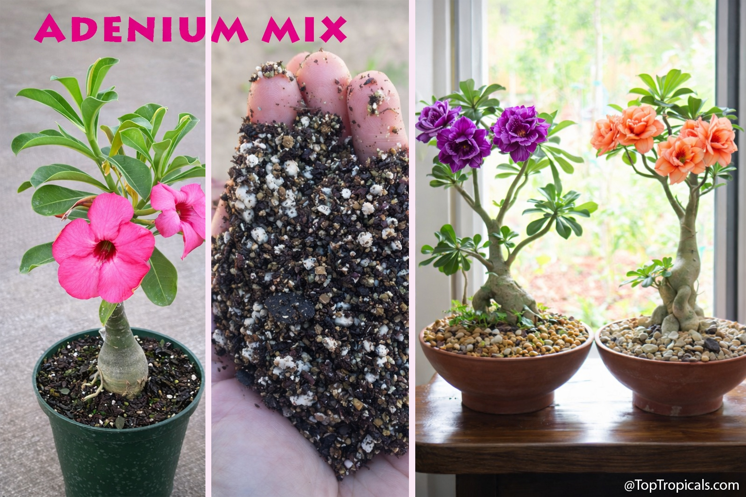 Adenium  desert  rose  plant,  fast  draining  soil  mix  in  hand,  and  bonsai 
 style  adeniums  blooming  indoors