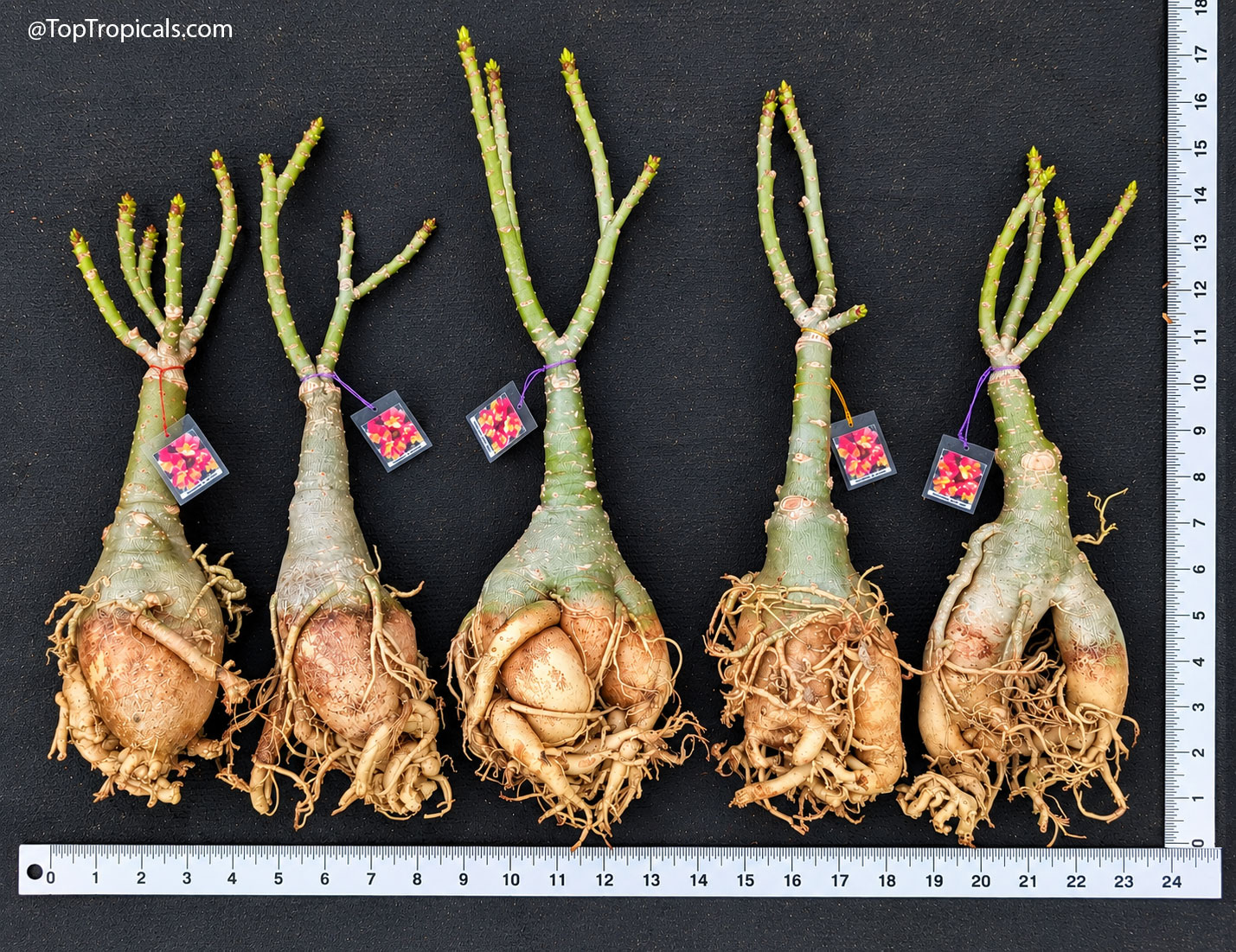 Five  bare-root  Adeniums  prepared  for  shipping,  showing  thick 
 3–4-inch  caudexes,  exposed  roots,  and  branching  stems,  with  rulers  for
    scale.