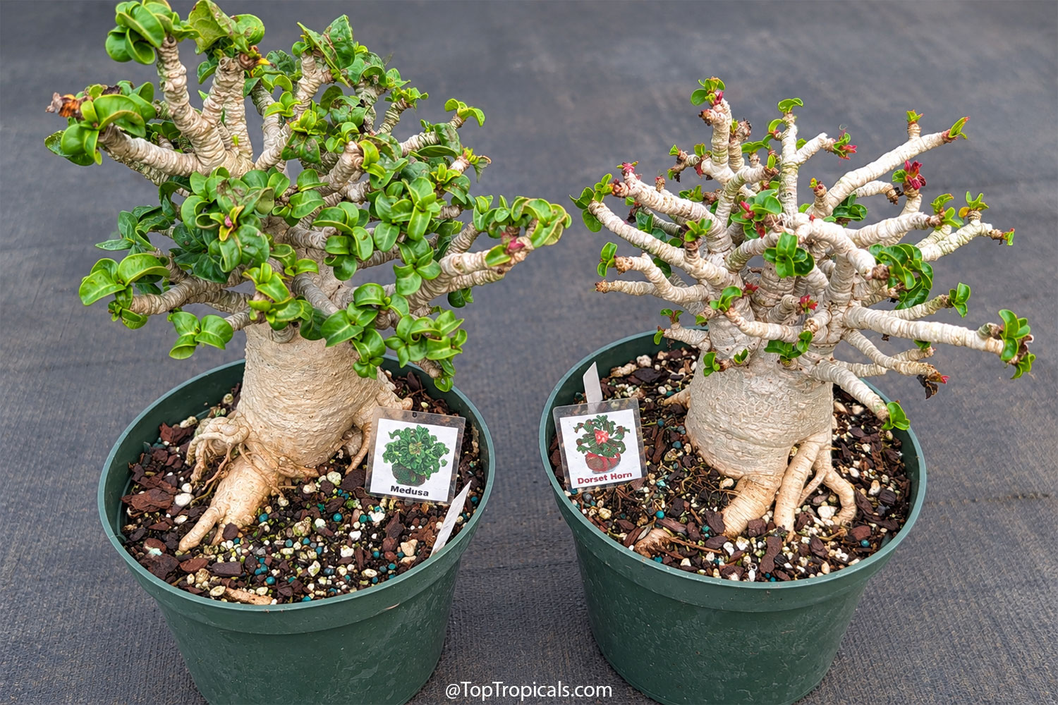Two  mature  Dorset  Horn  Adeniums  in  nursery  pots,  showing  thick 
 caudexes,  exposed  roots,  unusual  twisting  branches,  and  tightly  curled  green
    leaves.